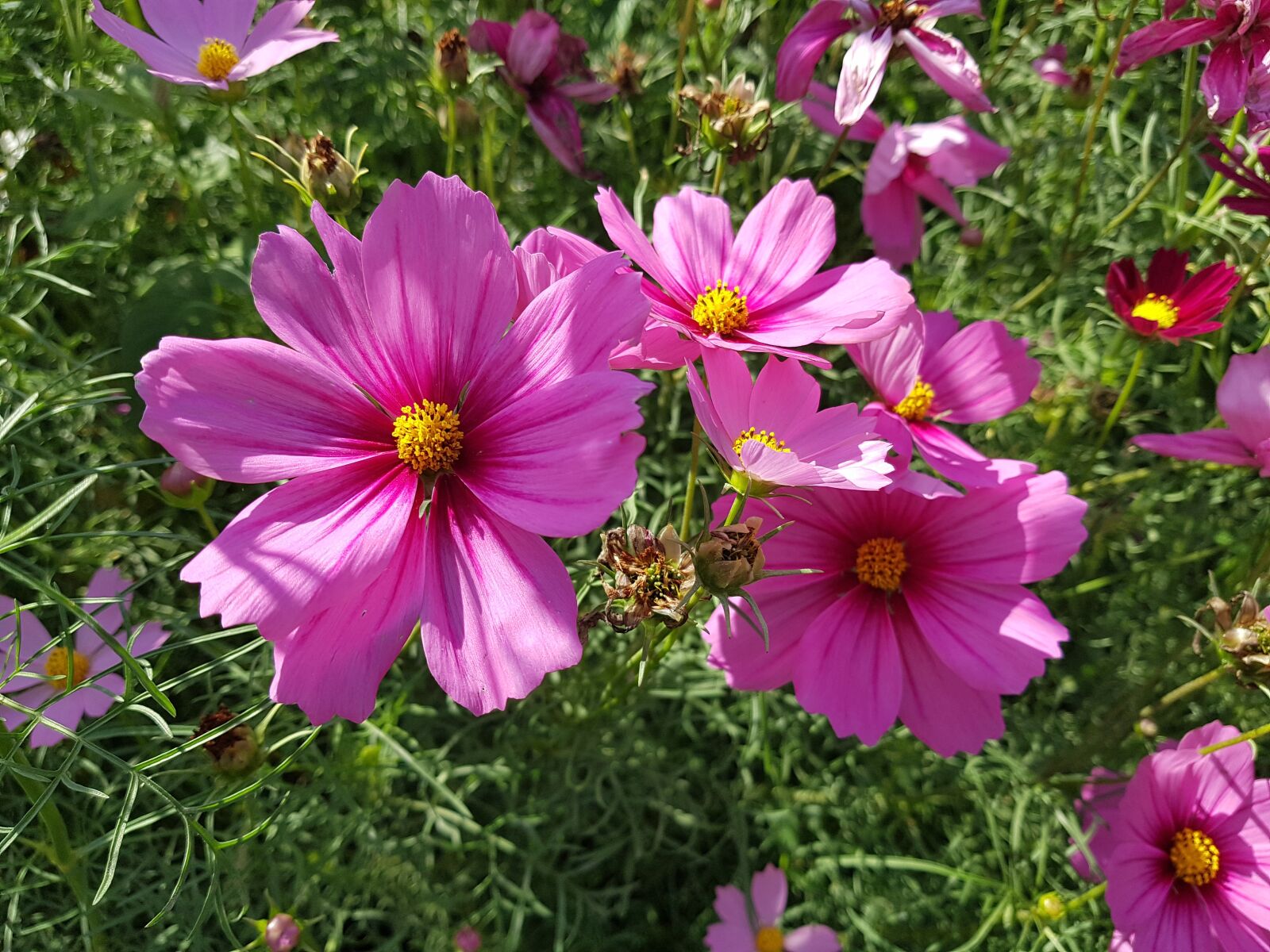 Samsung Galaxy Note Fan Edition sample photo. Cosmos, flower, nature photography