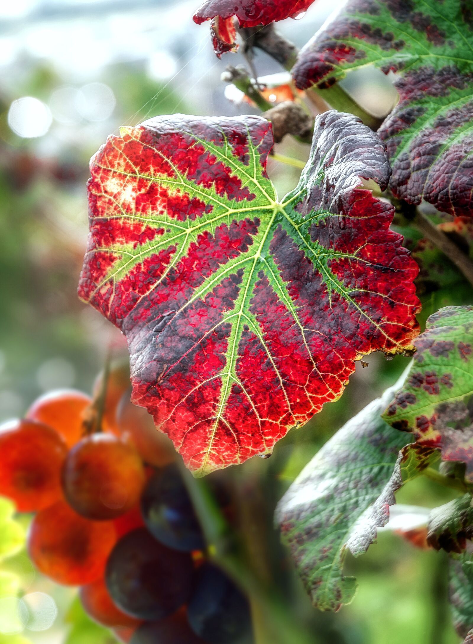 Nikon D200 sample photo. Vine leaves, autumn, vine photography