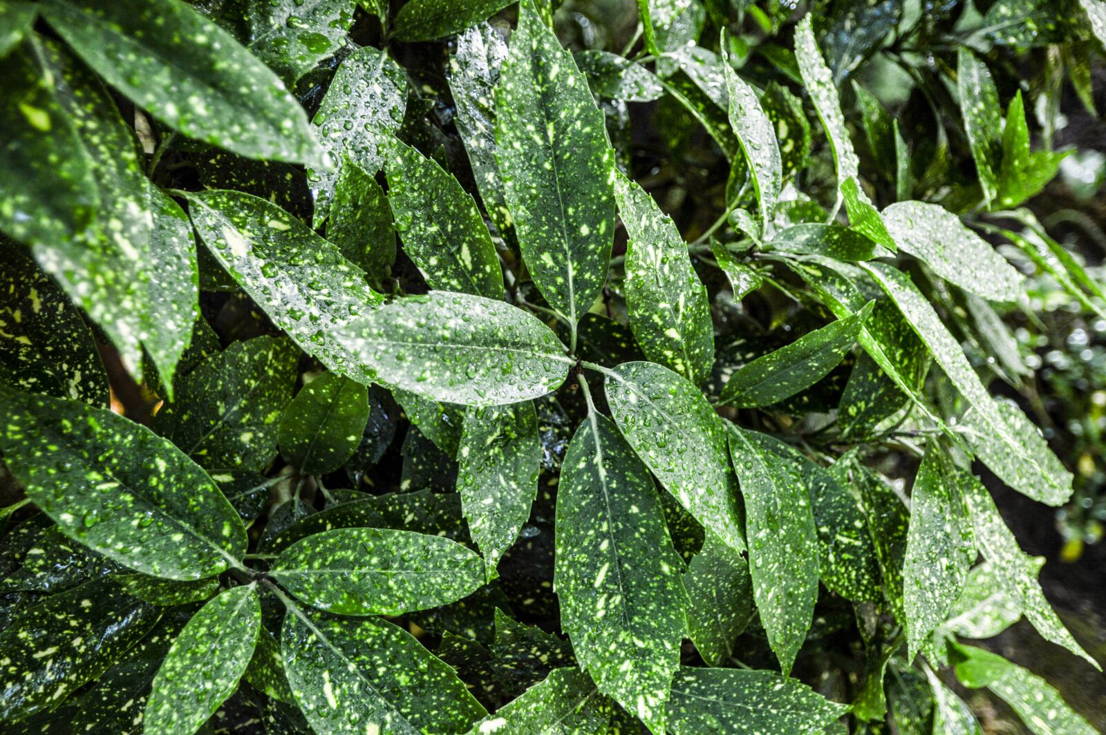 Nikon D3200 sample photo. Nature, plant, flower photography
