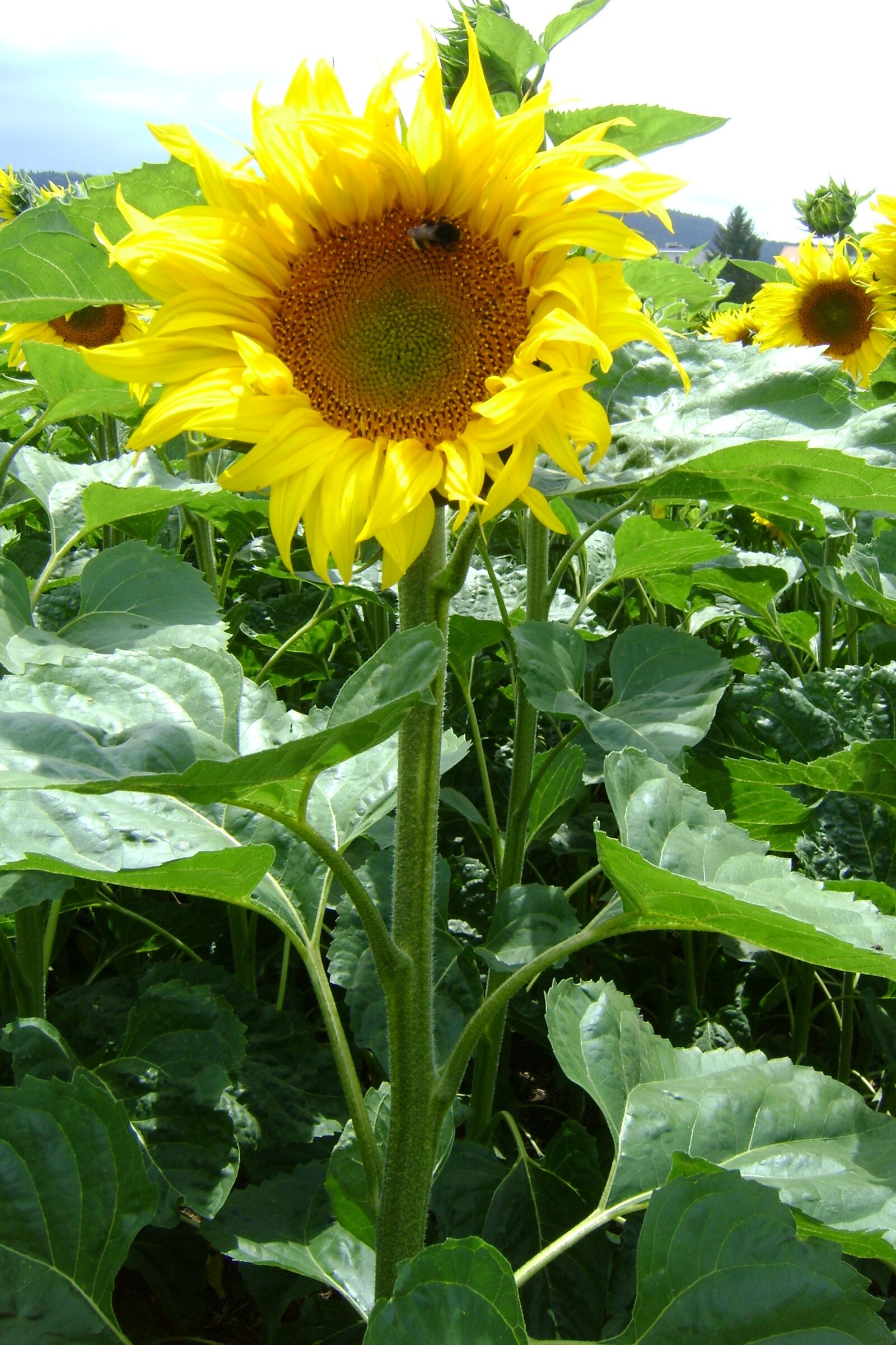 Sony DSC-S730 sample photo. Sunflower, bee, bloom photography