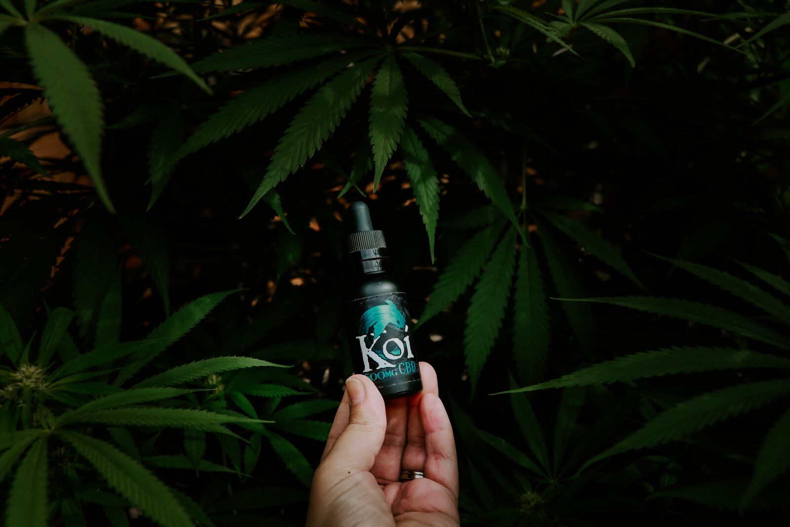 Canon EF-S 18-135mm F3.5-5.6 IS USM sample photo. Hemp, oil, marijuana photography