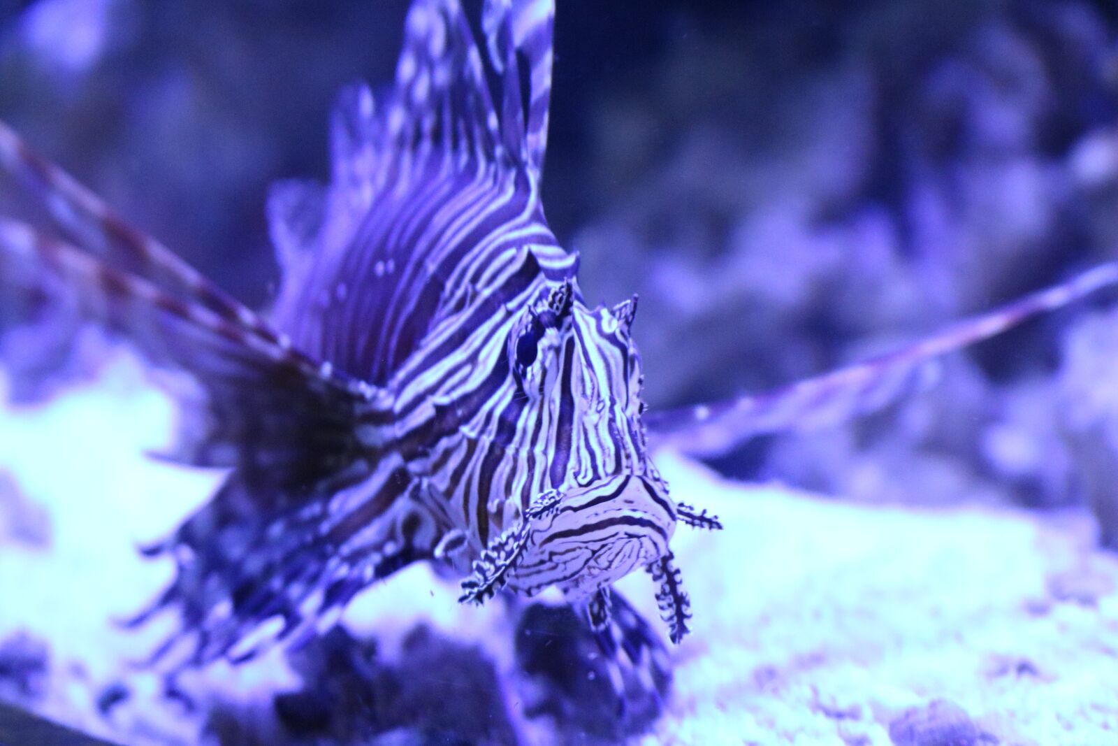 Canon EOS 750D (EOS Rebel T6i / EOS Kiss X8i) sample photo. Lionfish, lion fish, fish photography