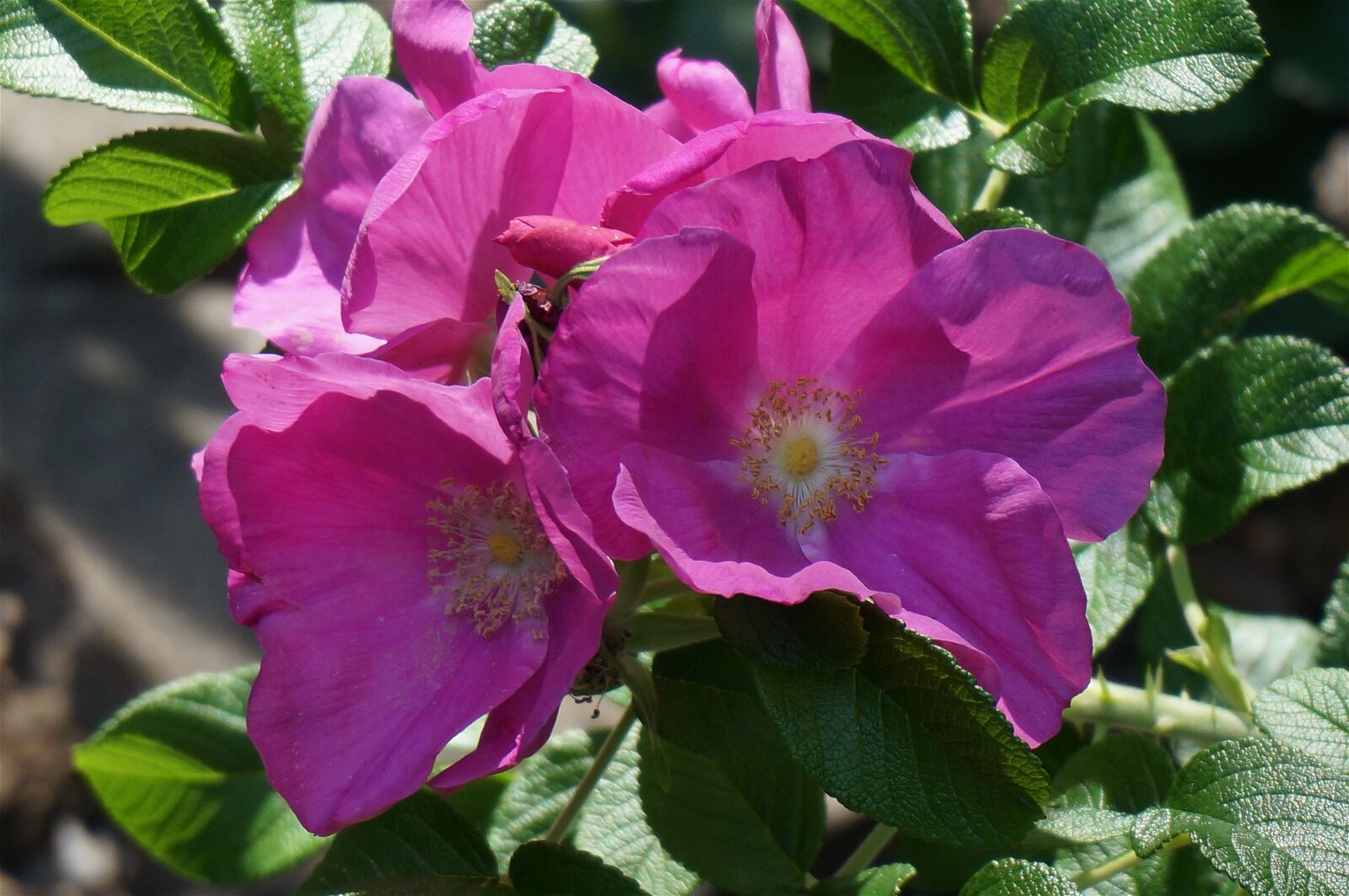Sony Alpha NEX-5T sample photo. Rose, rugosa rose with photography