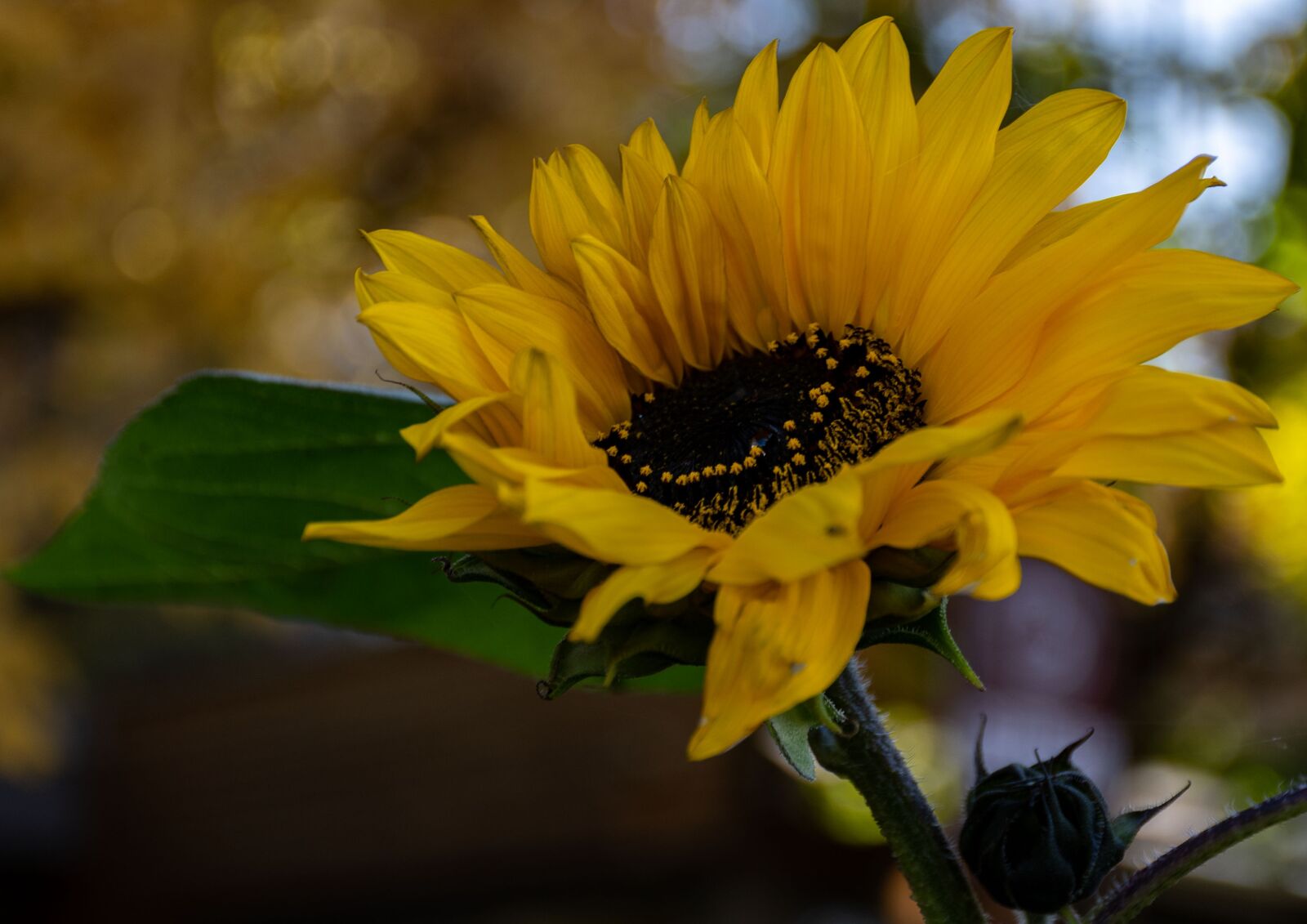 Nikon D7500 sample photo. Sunflower, autumn, flower photography