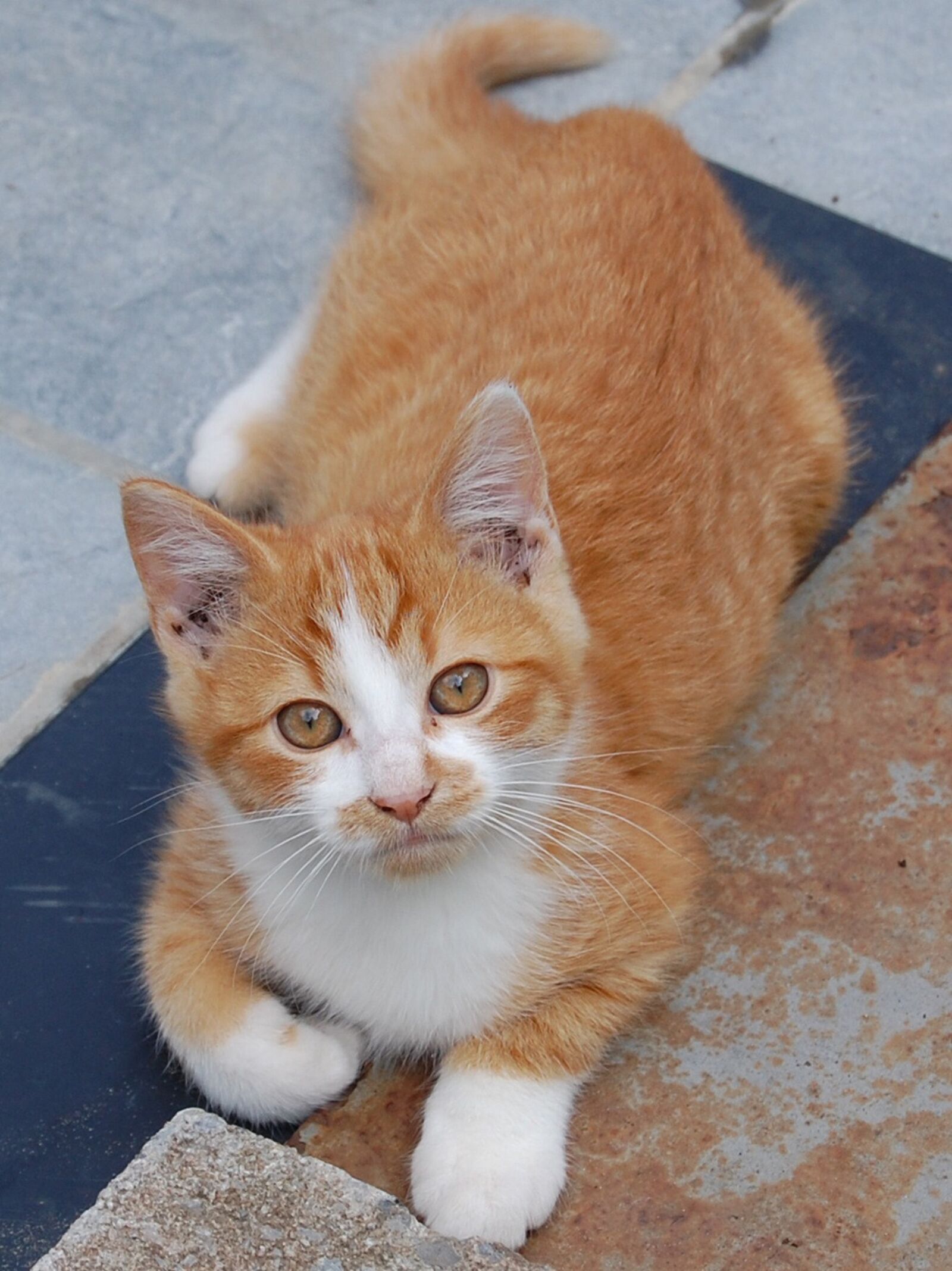 Nikon D40 sample photo. Cat, cats, pet photography