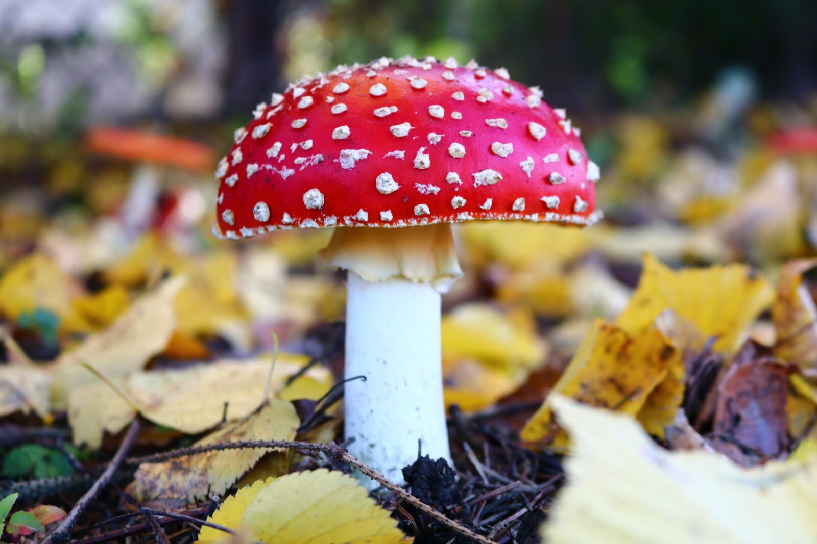 Canon EOS 80D sample photo. Amanita, mushroom, forest photography