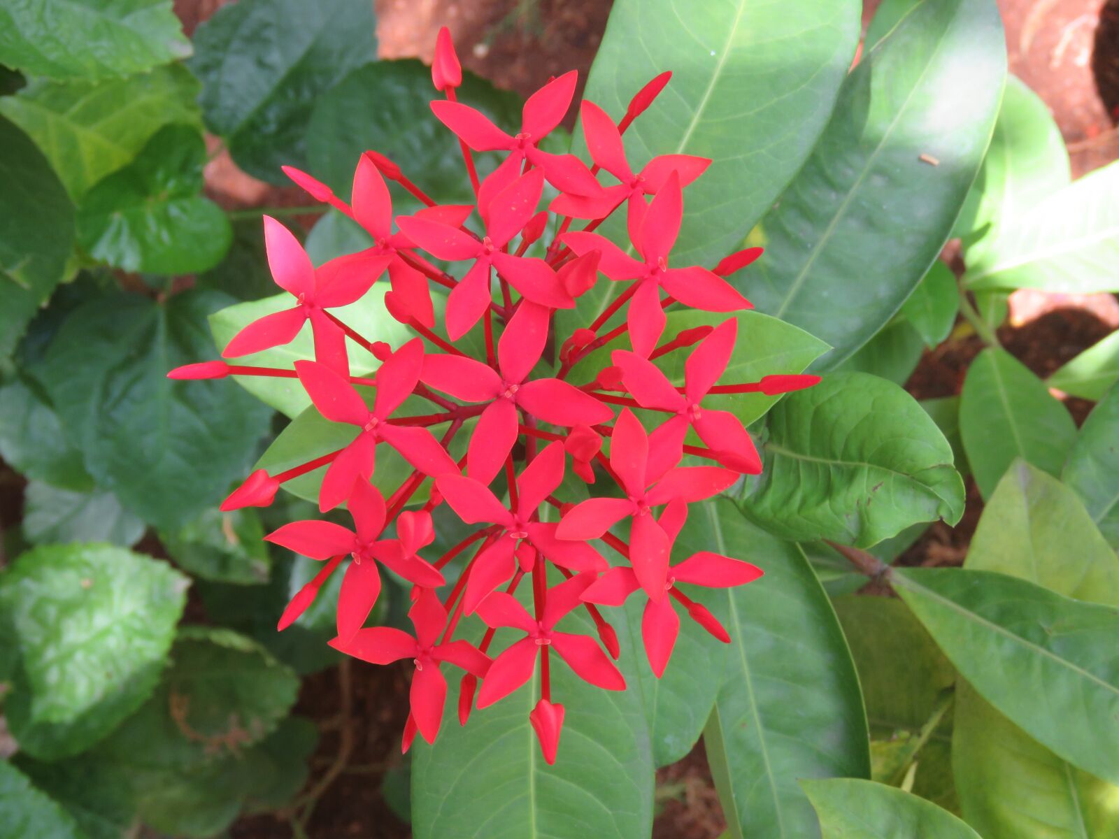 Canon PowerShot SX60 HS sample photo. Star flowers, red flowers photography