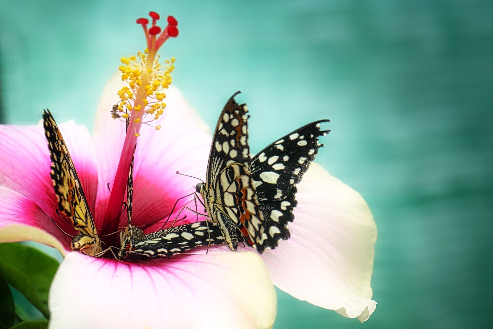 Panasonic Lumix DMC-GX8 sample photo. Butterfly, close up, insect photography