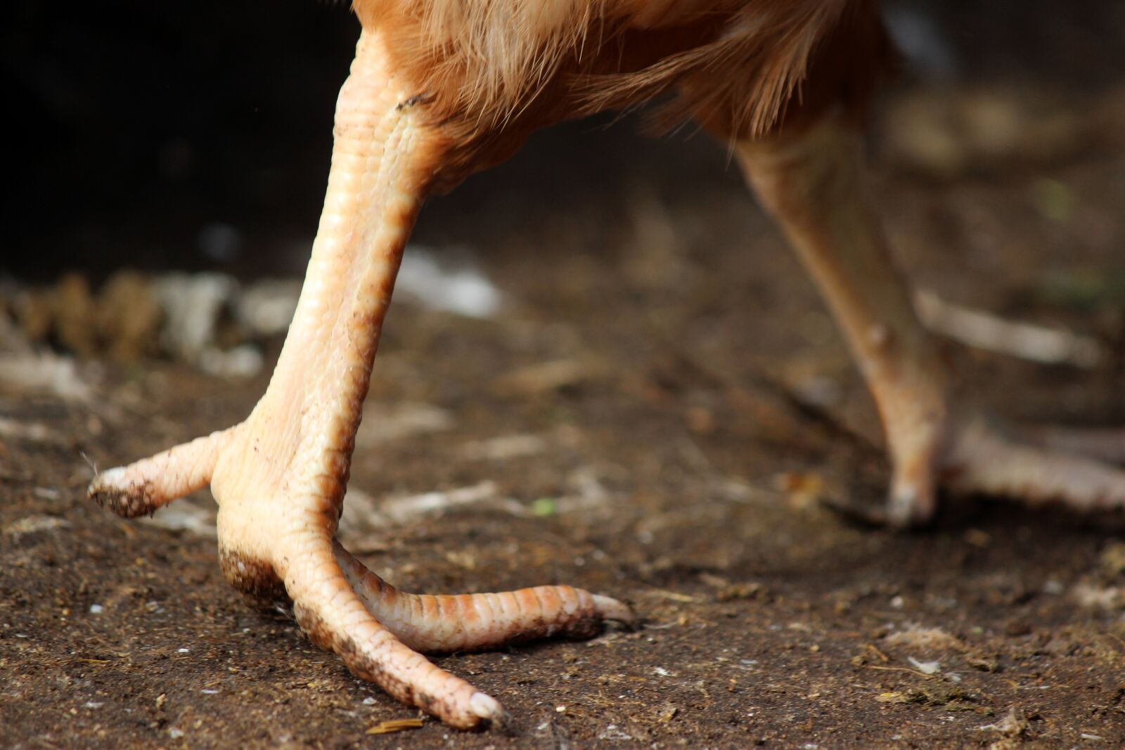 Canon EF-S 55-250mm F4-5.6 IS II sample photo. Chicken feet, dirt, farm photography
