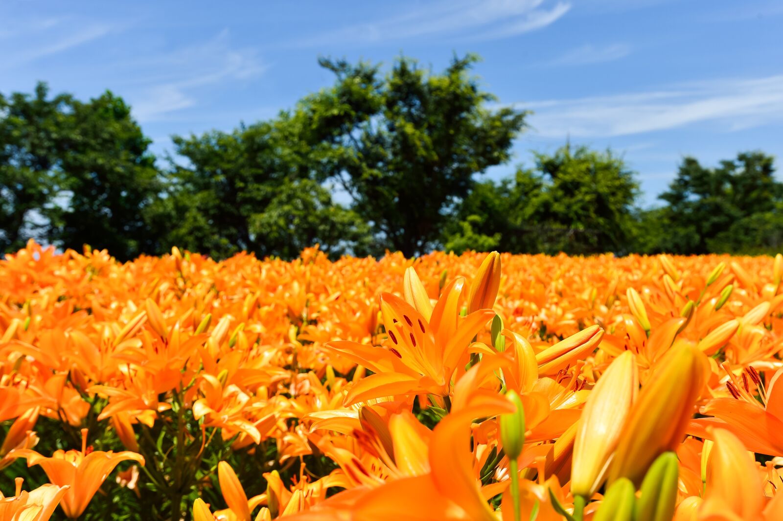 Nikon Df sample photo. Natural, landscape, plant photography