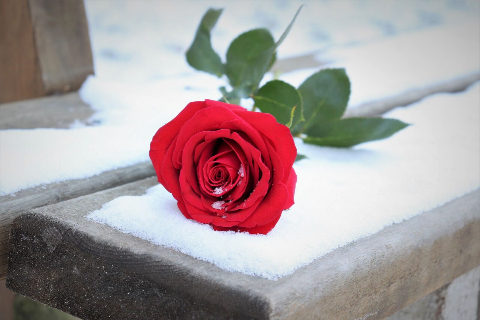 Canon EOS 200D (EOS Rebel SL2 / EOS Kiss X9) sample photo. Red rose on bench photography