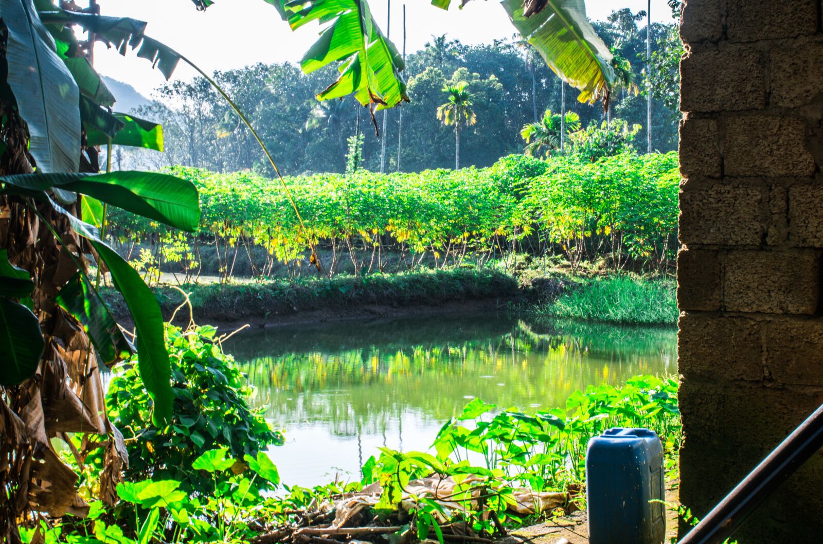 Nikon D3300 sample photo. Pond view, greenery, lonely photography