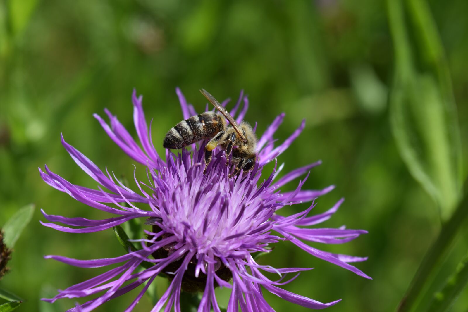 Nikon D3300 sample photo. Bee, knapweed, centaurea jacea photography