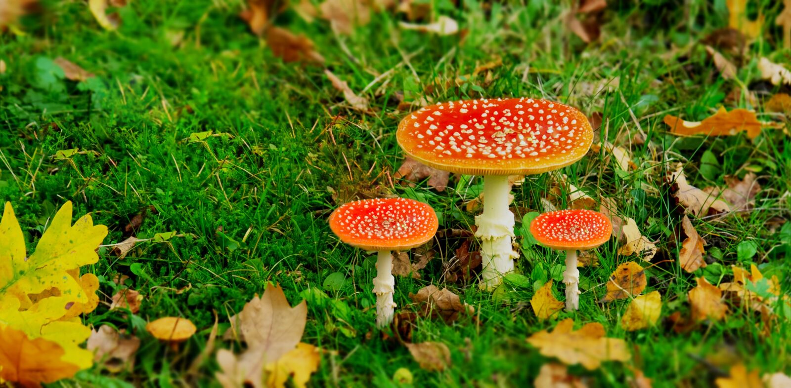 Canon EOS 6D sample photo. Nature, mushroom, forest photography