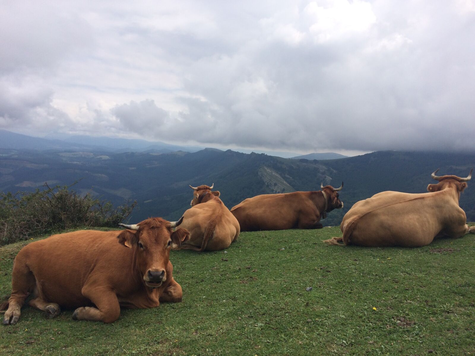 iPhone 5s back camera 4.15mm f/2.2 sample photo. Livestock, animal nature, field photography