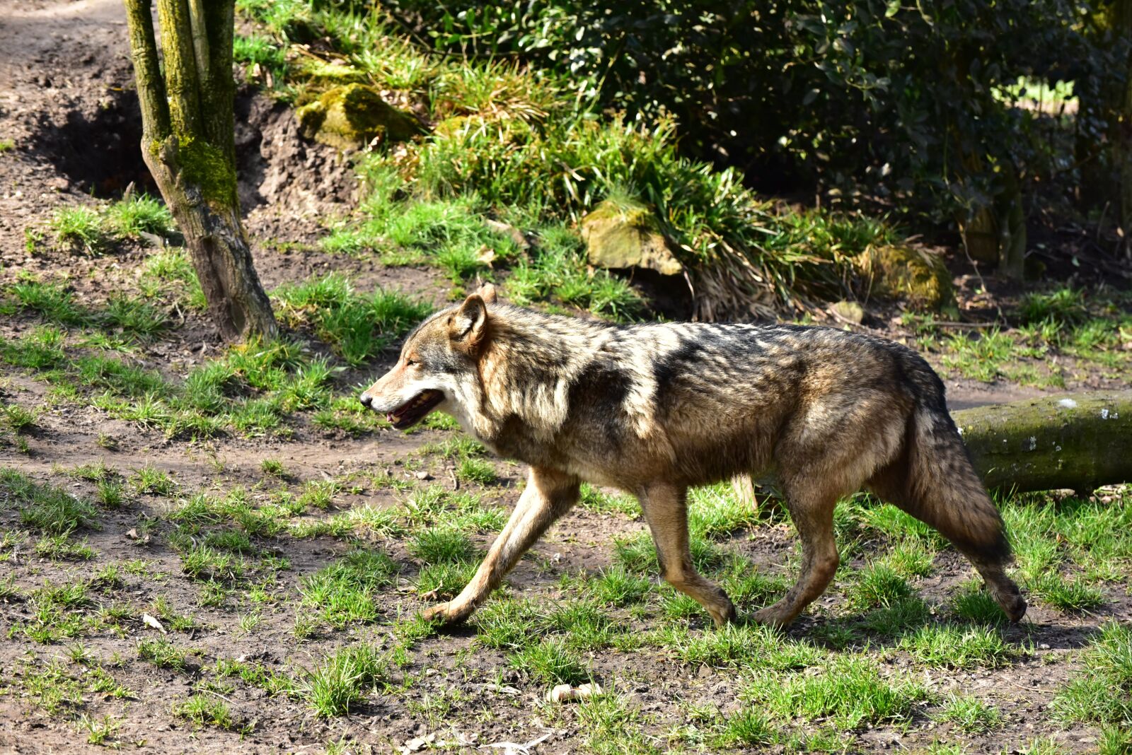Nikon D750 sample photo. Wolf, run, animal portrait photography