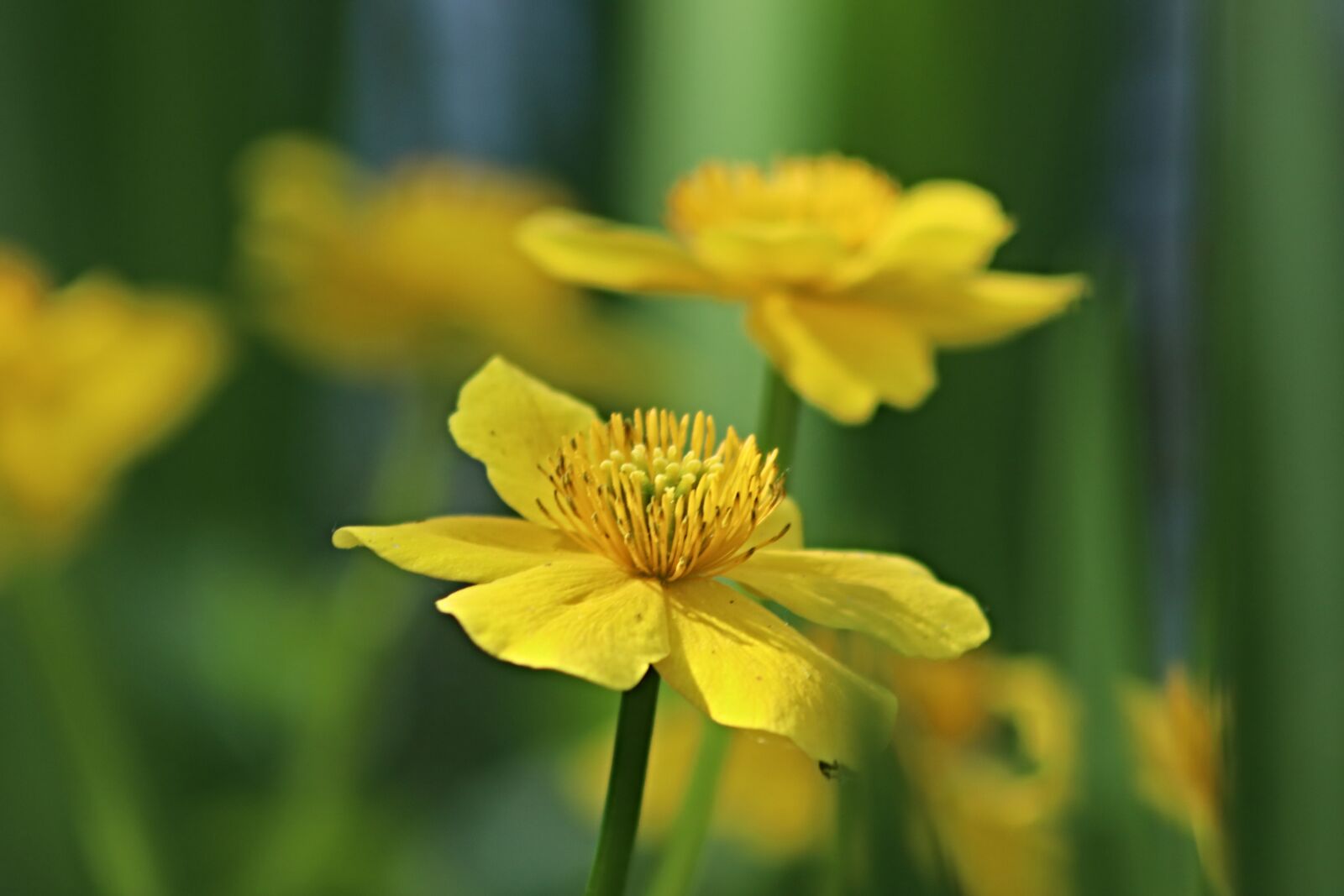 Canon EOS 800D (EOS Rebel T7i / EOS Kiss X9i) sample photo. Caltha palustris, flowers, stamens photography
