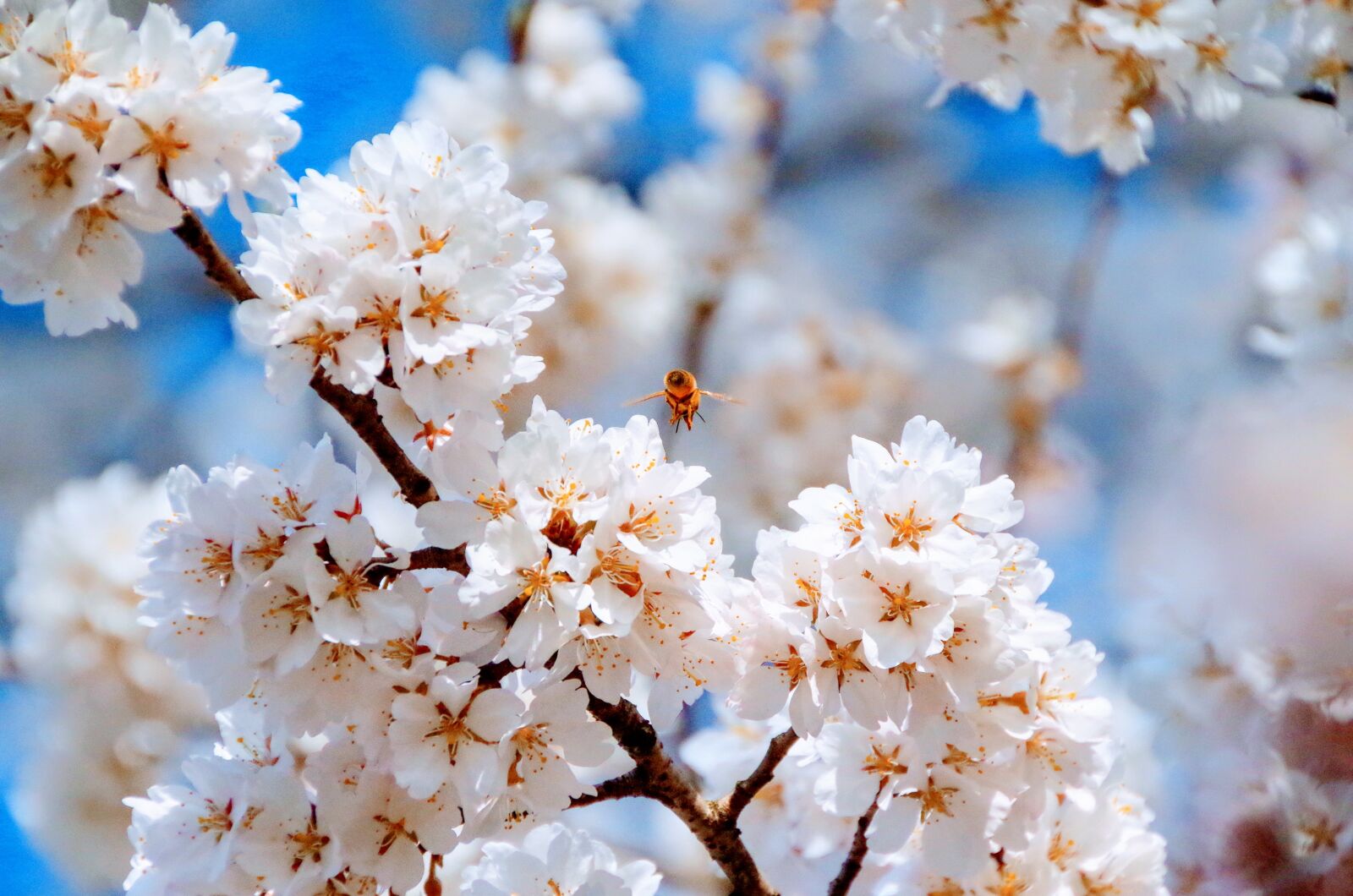 Pentax K-30 sample photo. Cherry blossoms, spring, flowers photography