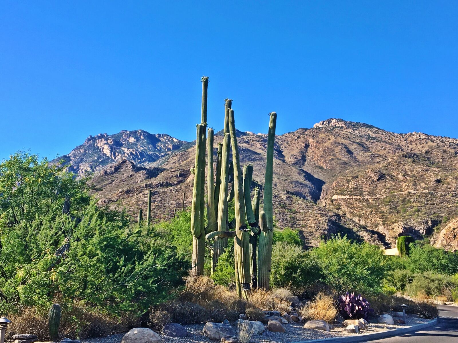 Apple iPhone 6s sample photo. Arizona, saguaro, cactus photography