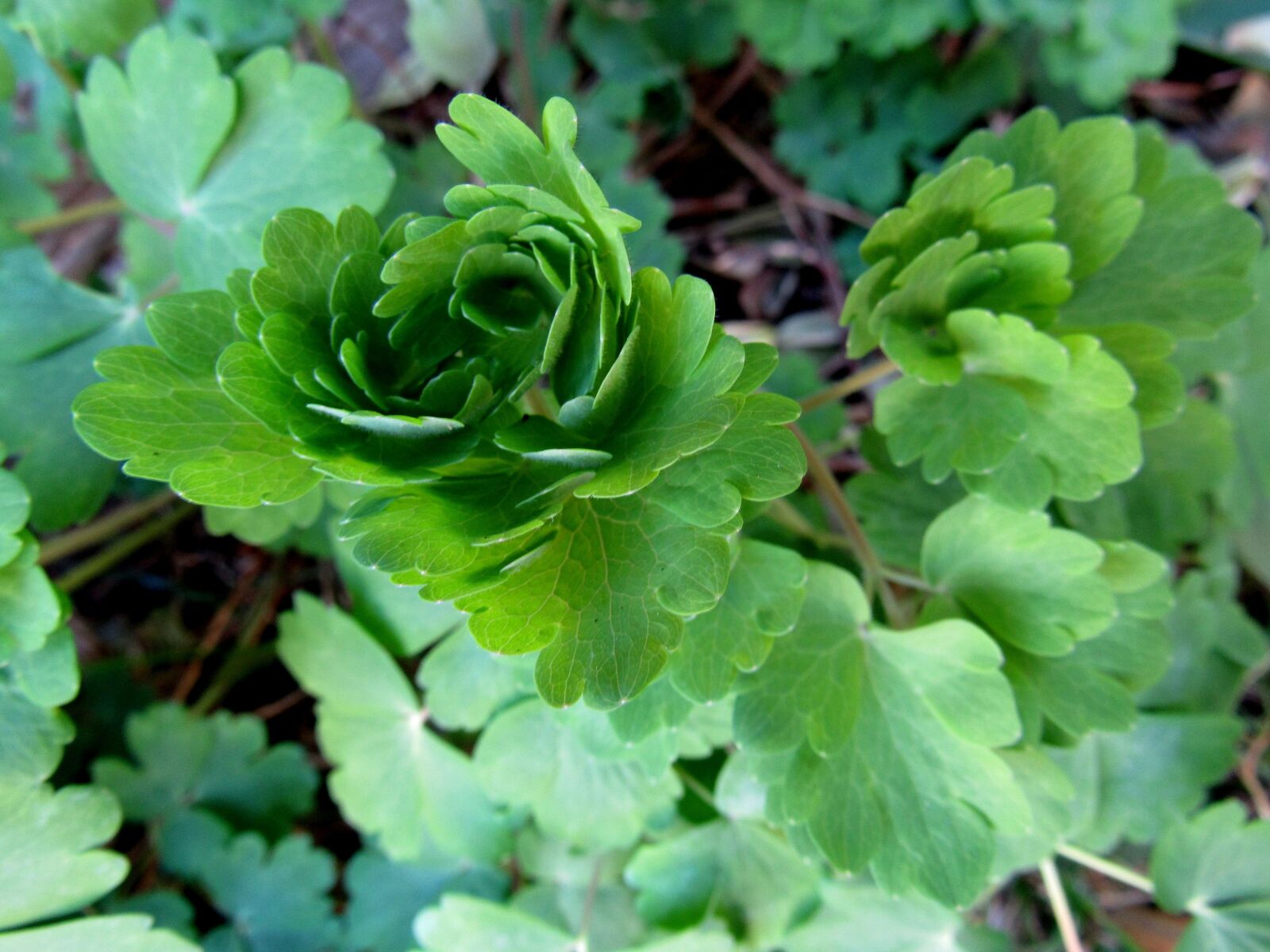 Canon PowerShot SX530 HS sample photo. Columbine, hahnenfu gew chs photography