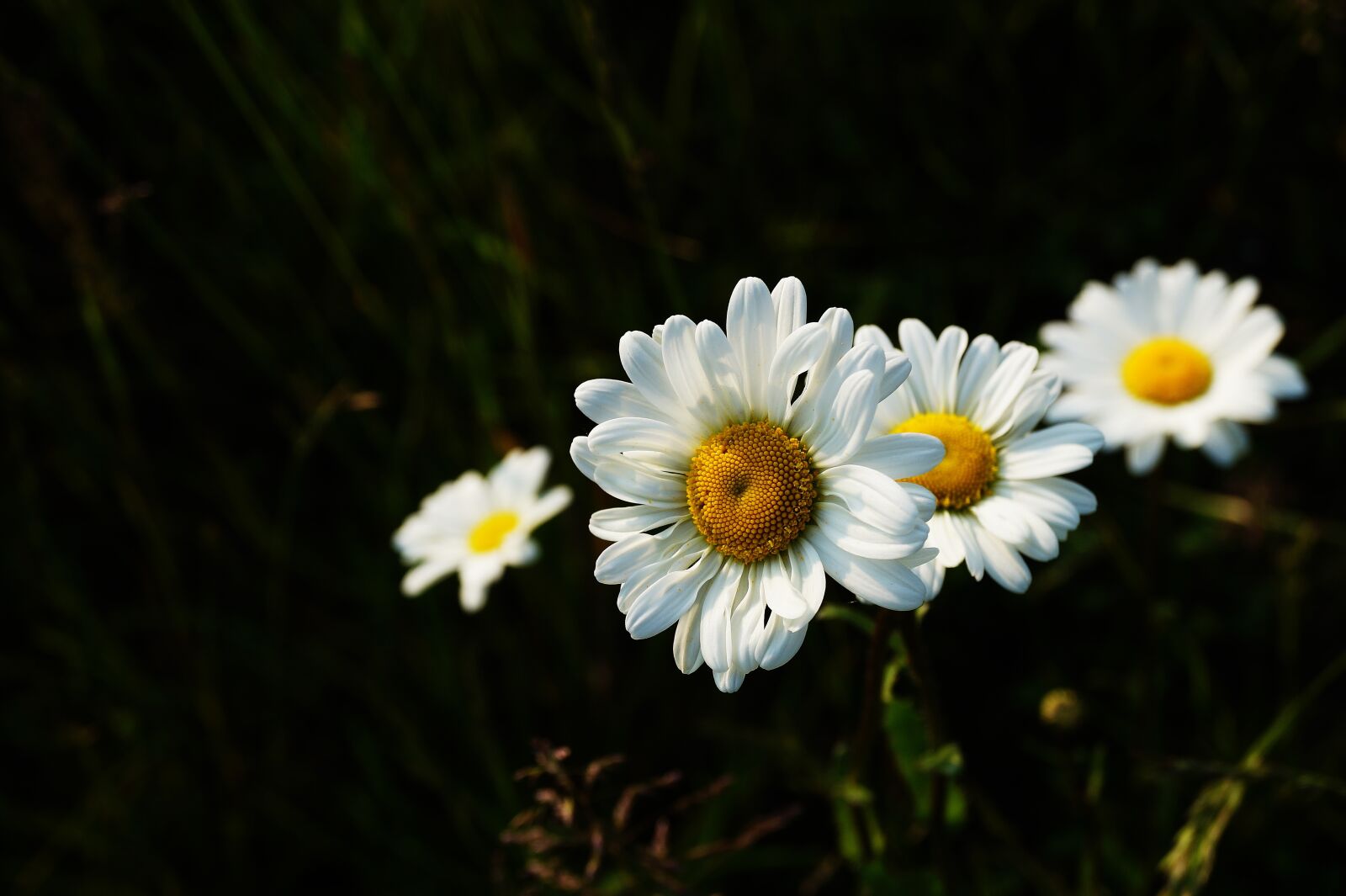 Sony DT 18-55mm F3.5-5.6 SAM II sample photo. Bokeh, flowers, macro photography photography