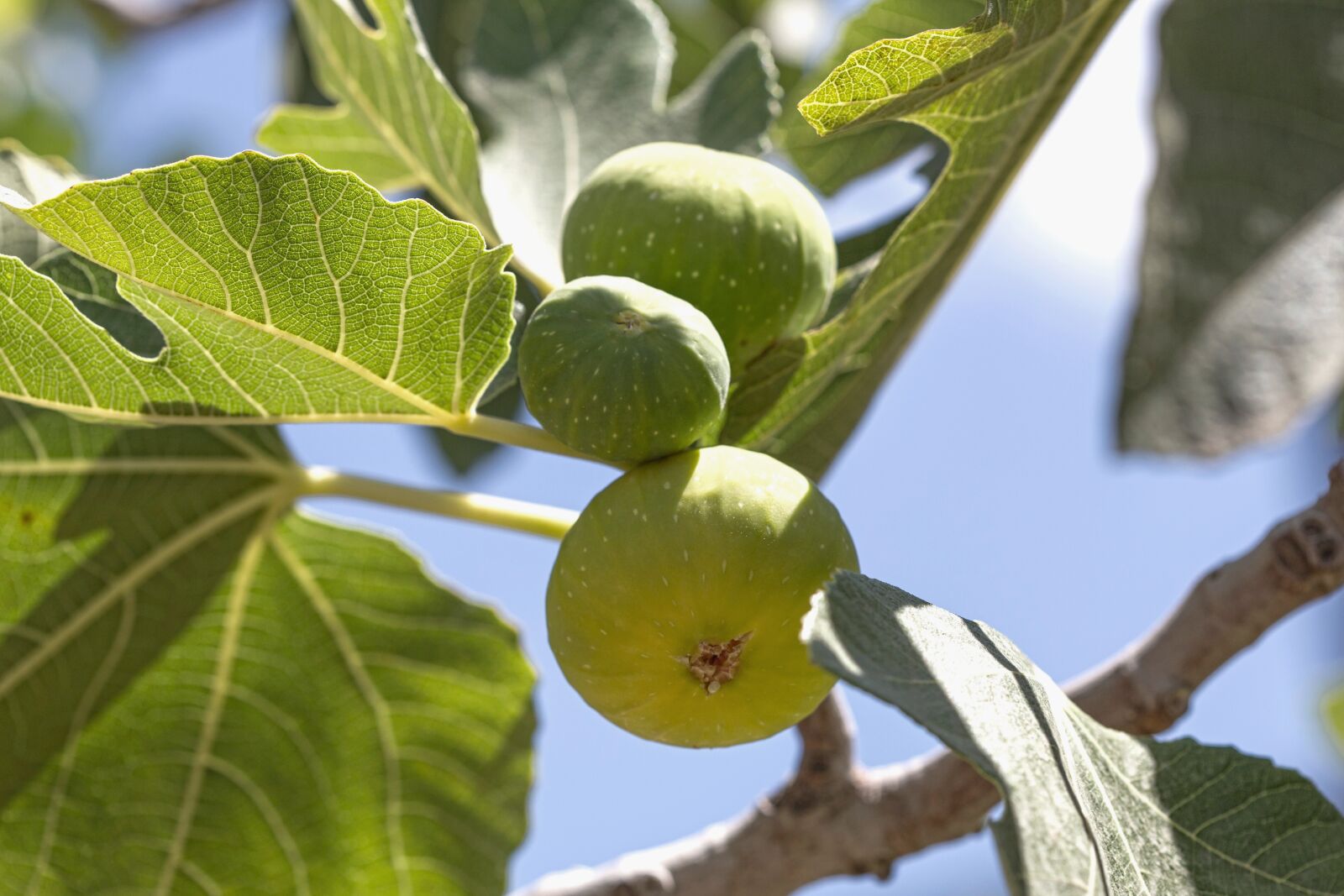 Canon EOS 6D + Canon EF 100mm F2.8 Macro USM sample photo. Fig, tree, fruit photography