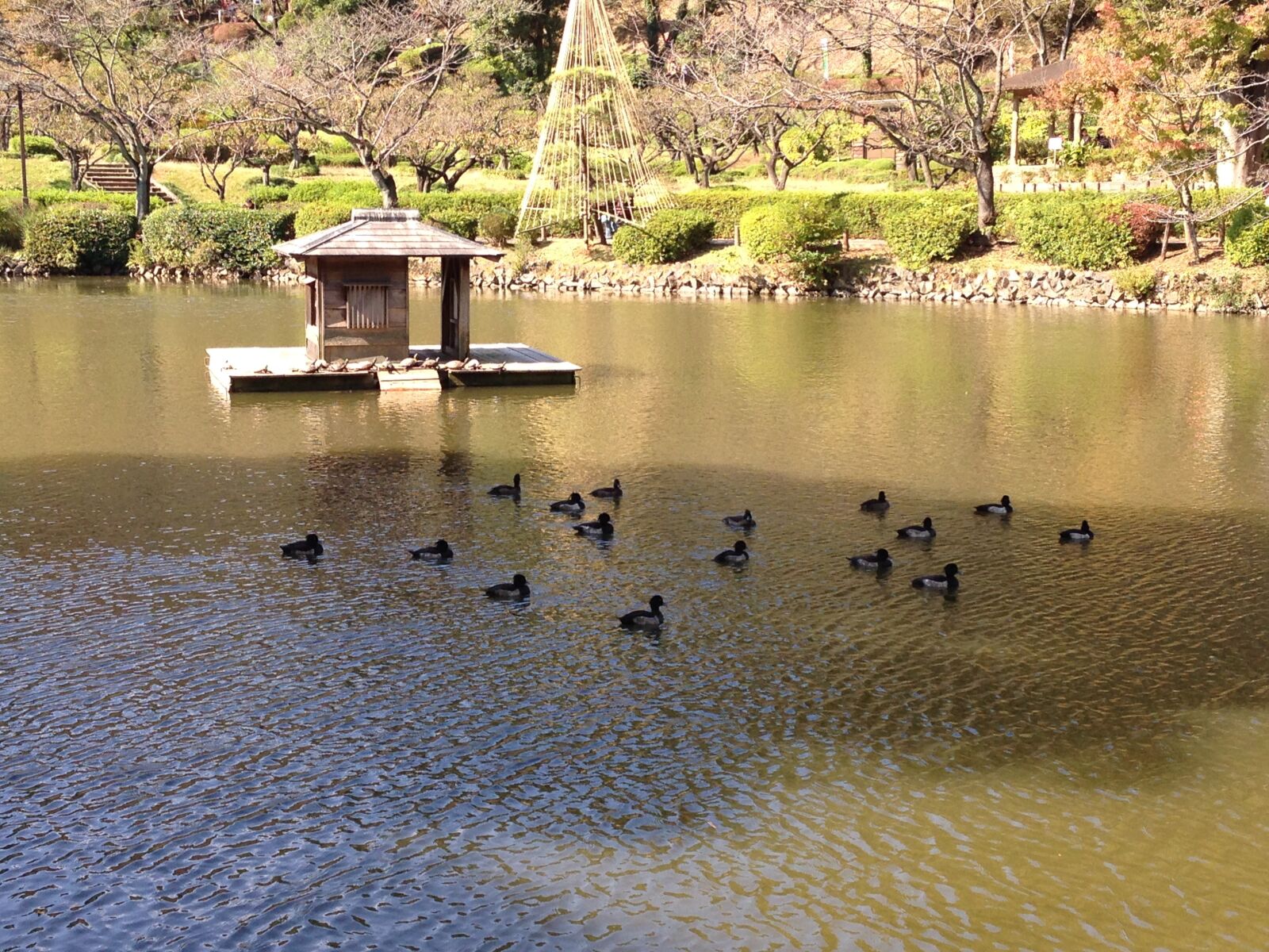iPhone 5 back camera 4.12mm f/2.4 sample photo. Autumn, pond, waterfowl photography