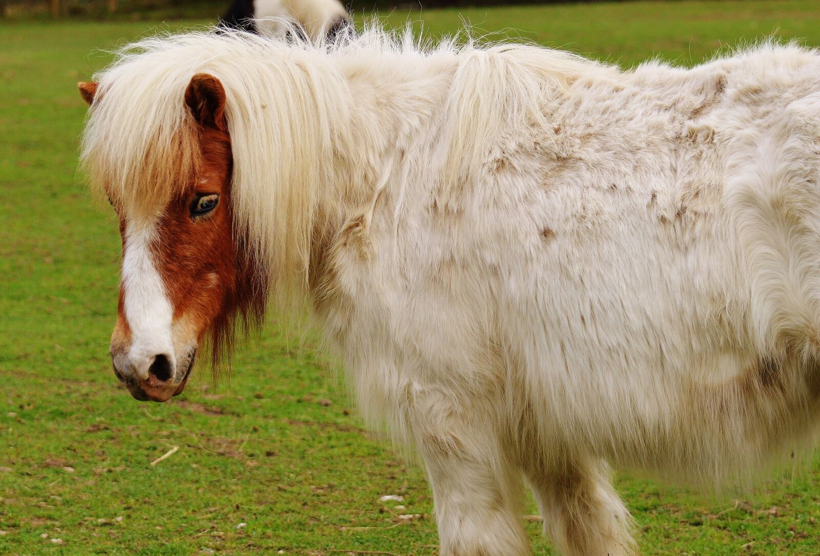Nikon D3200 sample photo. Pony, wildpark poing, white photography