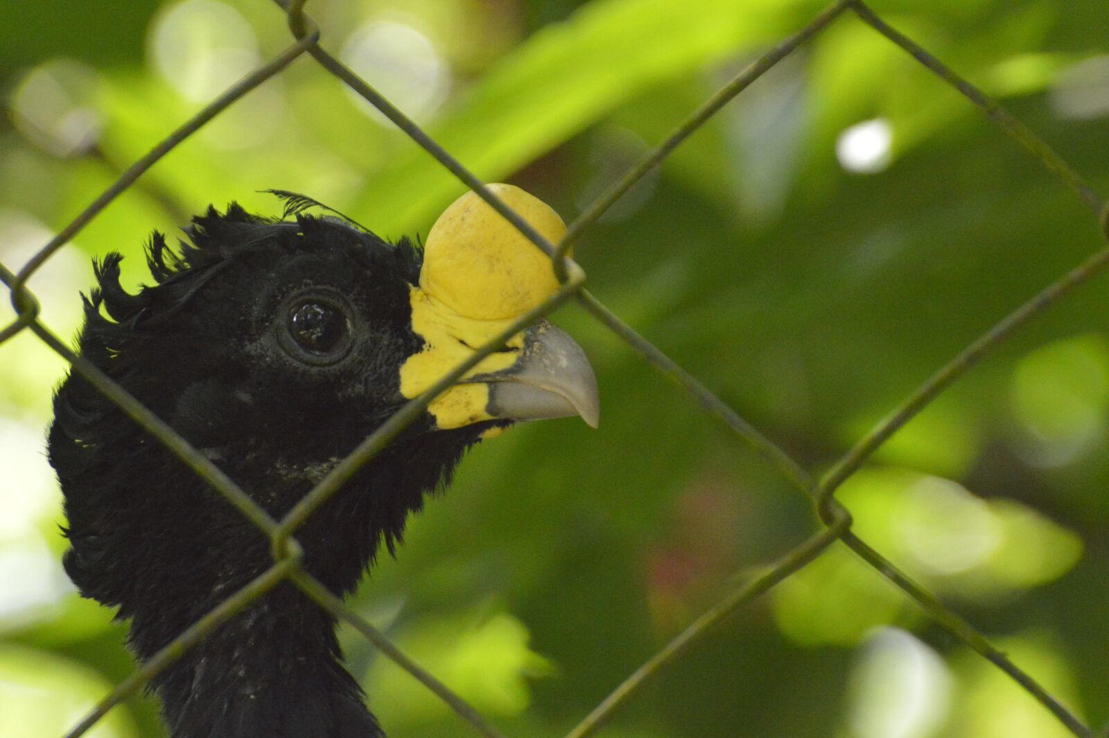 Nikon D3200 sample photo. Ave, costa rica, exotic photography