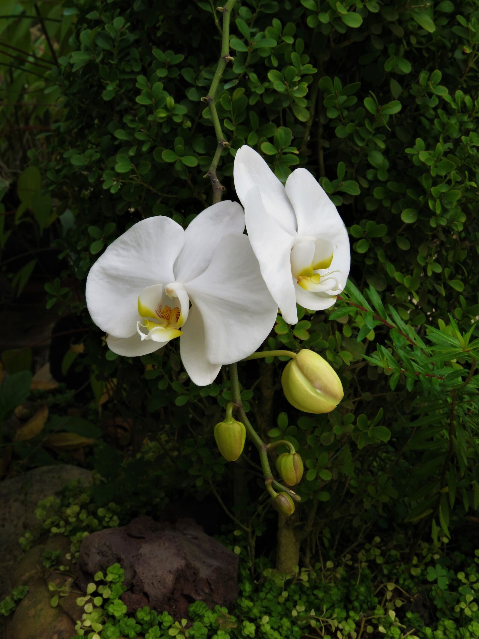 Canon PowerShot SX60 HS sample photo. Orchid, tropical garden, white photography