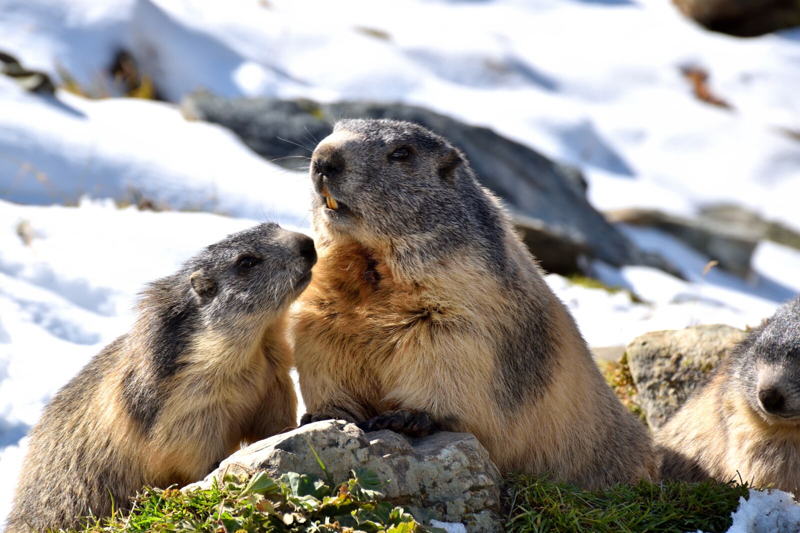 Nikon D5500 sample photo. Marmots, nature, snow photography