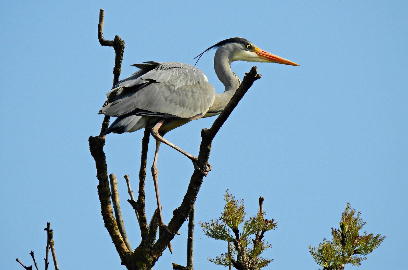 Nikon Coolpix P900 sample photo. Gray heron, wading bird photography