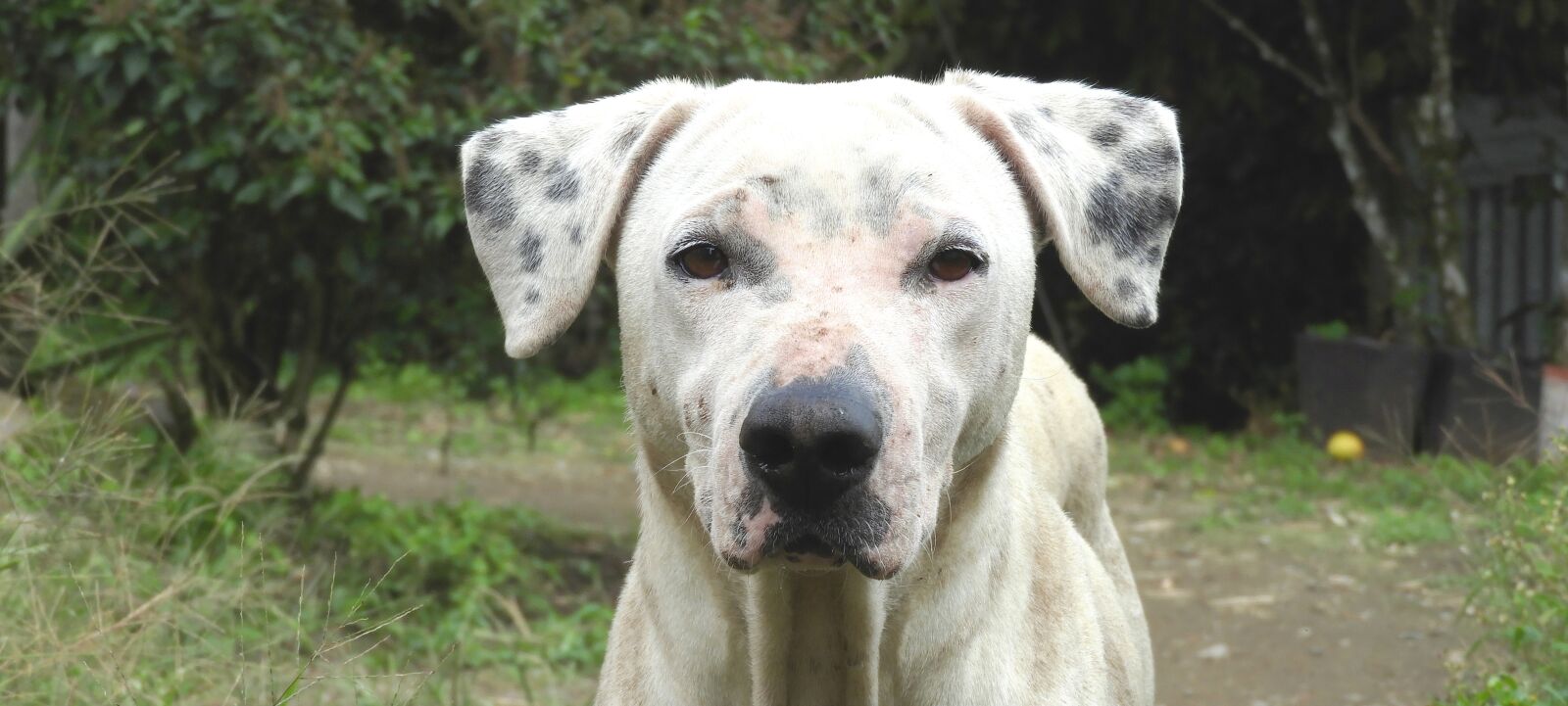 Nikon Coolpix B700 sample photo. Dog, animal, canine photography