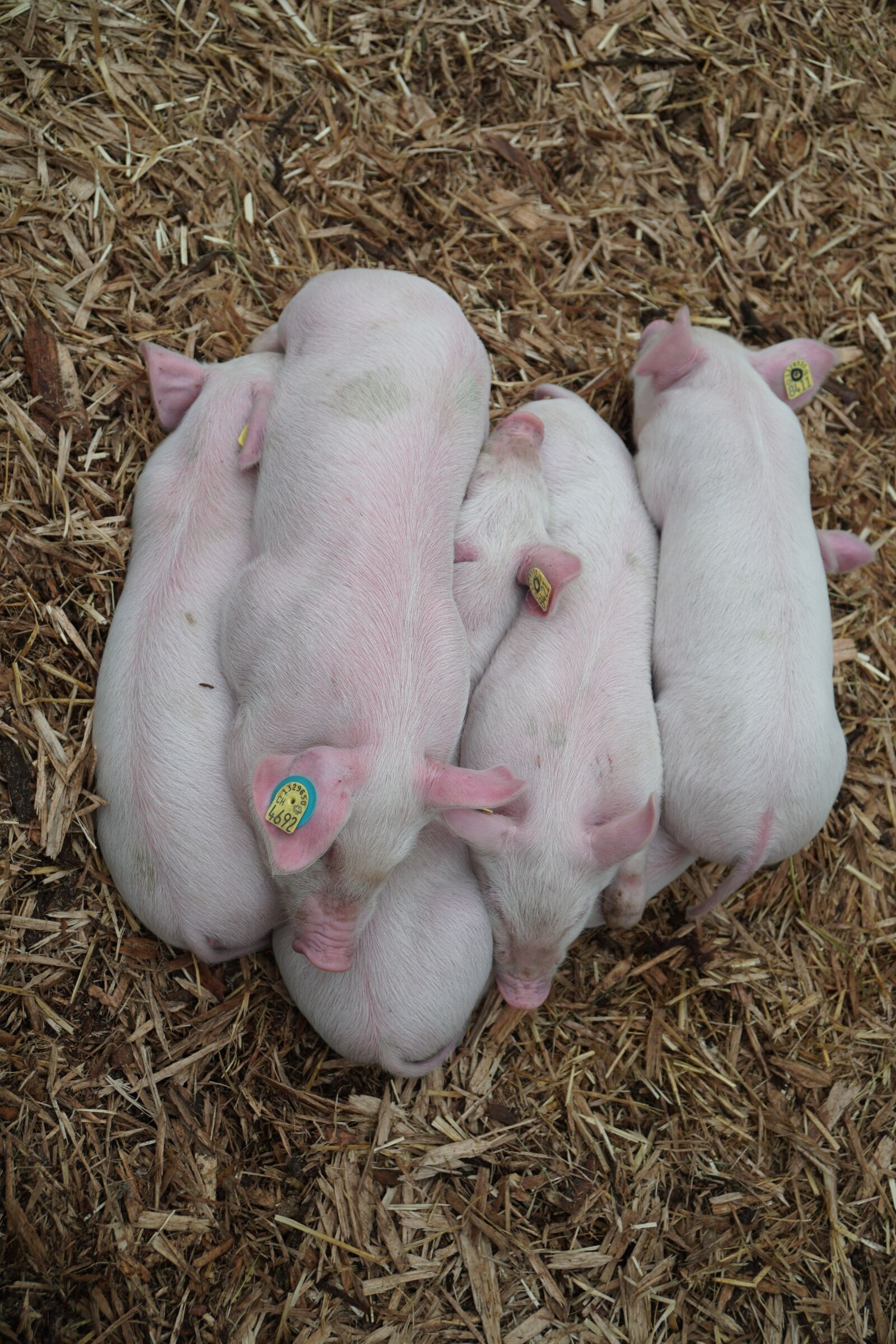 Sony a6500 + Sony Vario-Tessar T* E 16-70mm F4 ZA OSS sample photo. Piglet, litter, pig photography