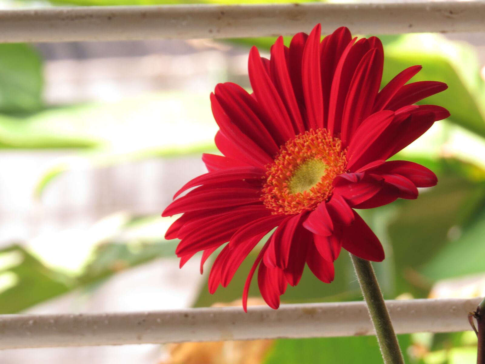 Canon PowerShot SX50 HS sample photo. Plant, nature, flower photography