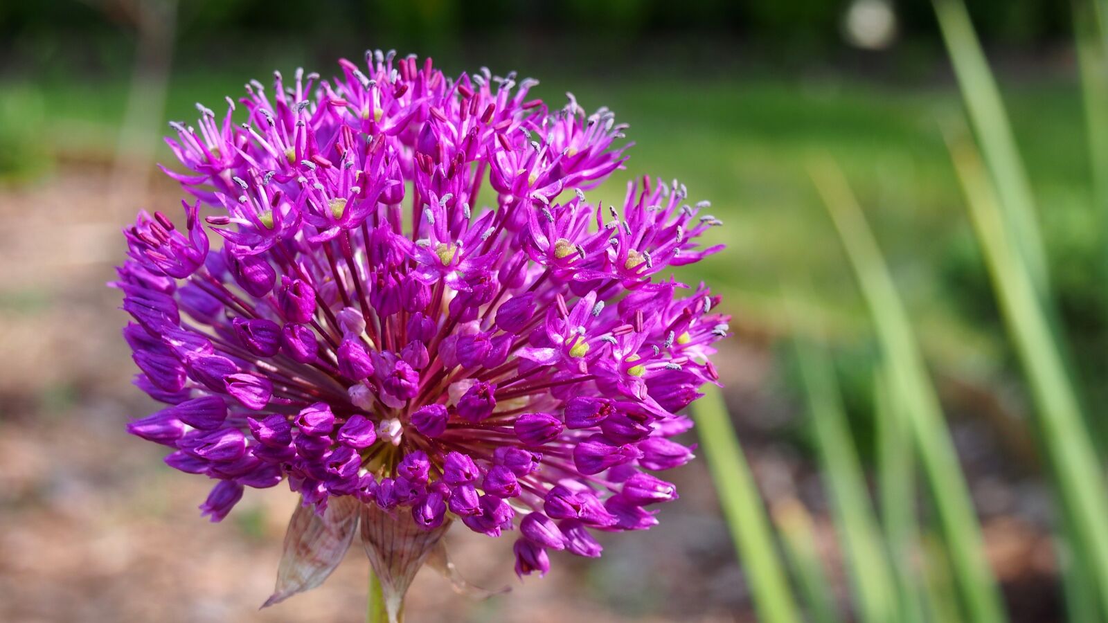 Olympus PEN E-PL6 sample photo. Garlic, dashing, garlic g photography