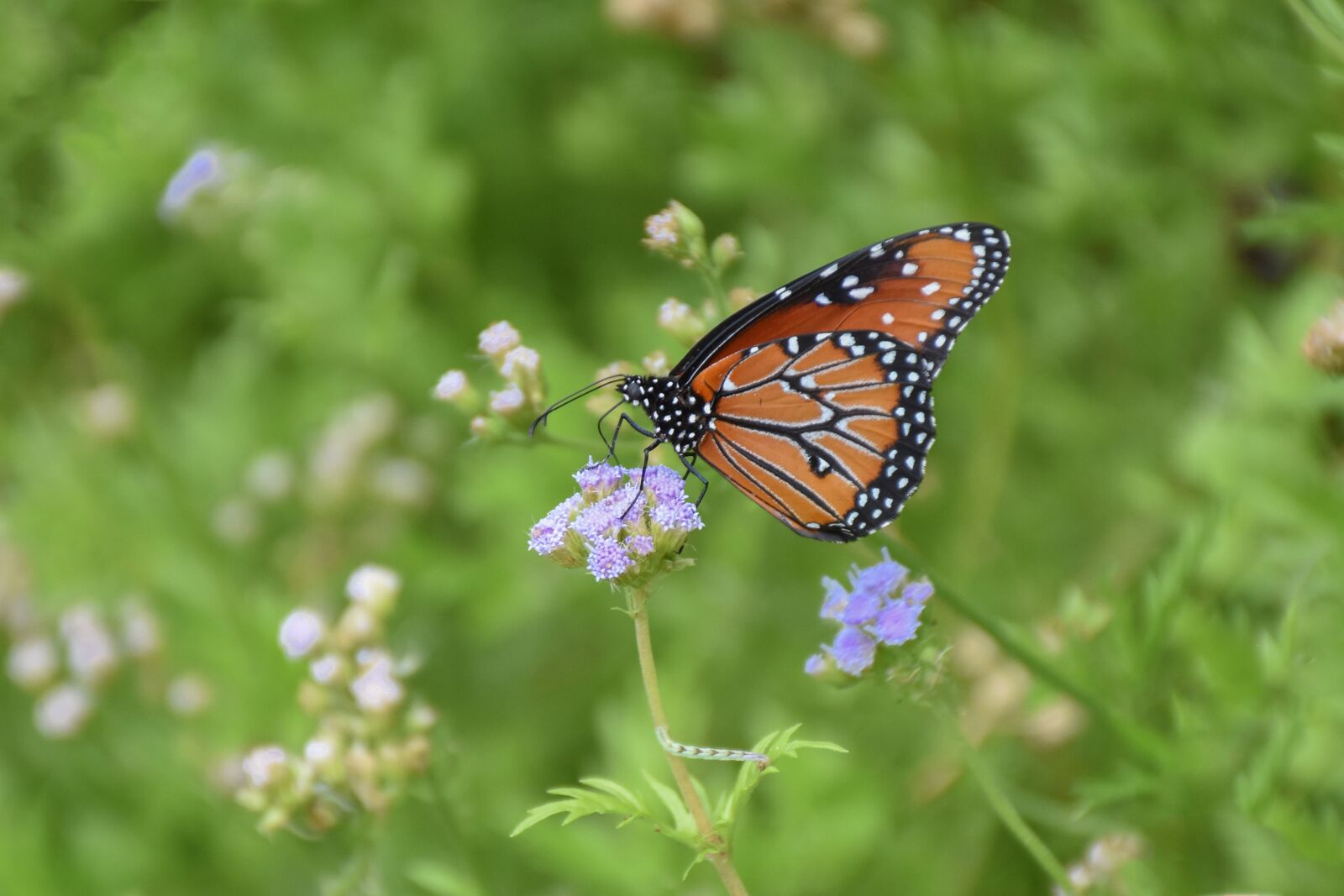 Nikon D7200 sample photo. Monarch, milkweed, caterpillar photography