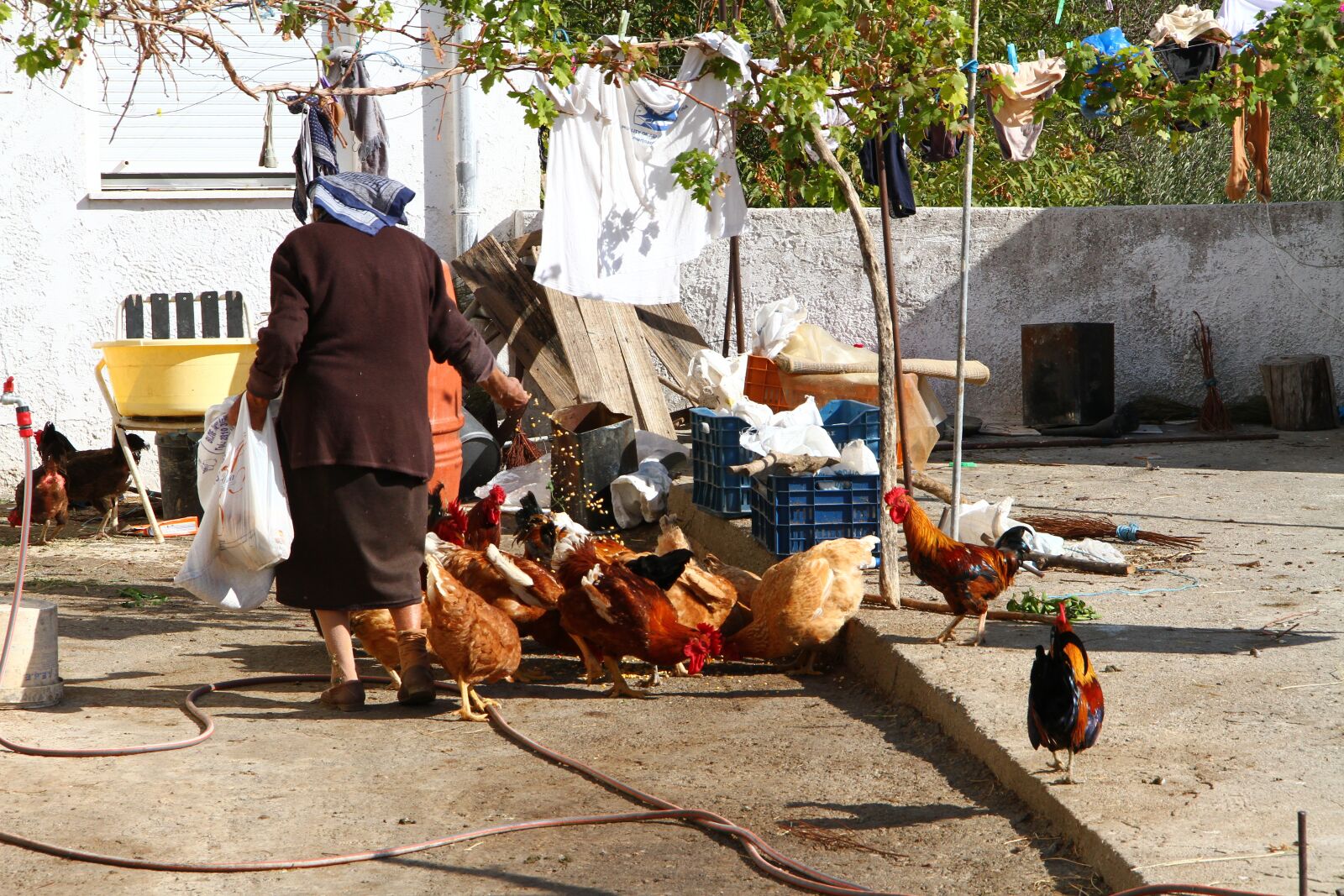Canon EOS 7D + Canon EF-S 18-135mm F3.5-5.6 IS sample photo. Village, chickens, farm photography