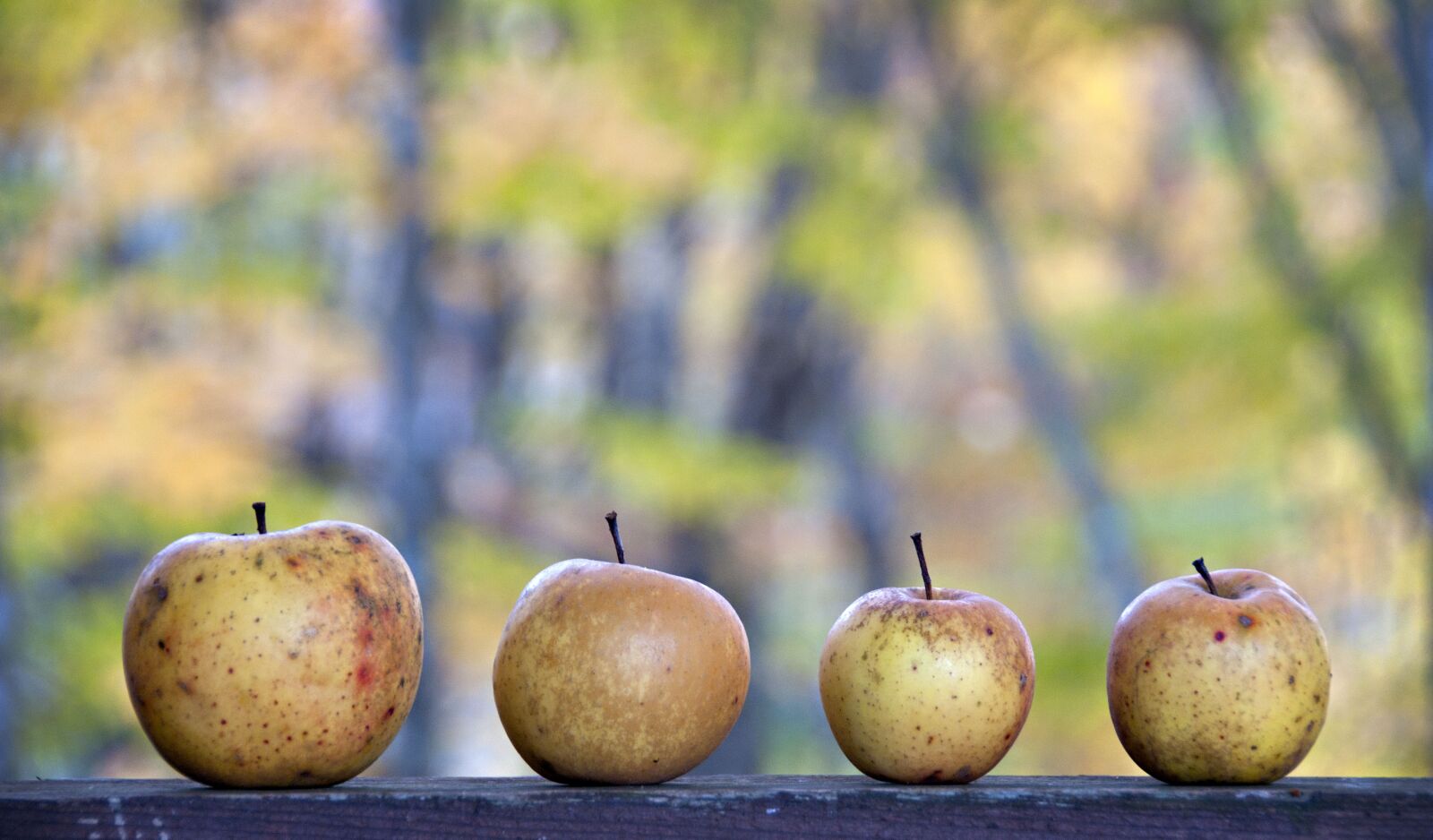Nikon D300S sample photo. Wild, apples, autumn photography
