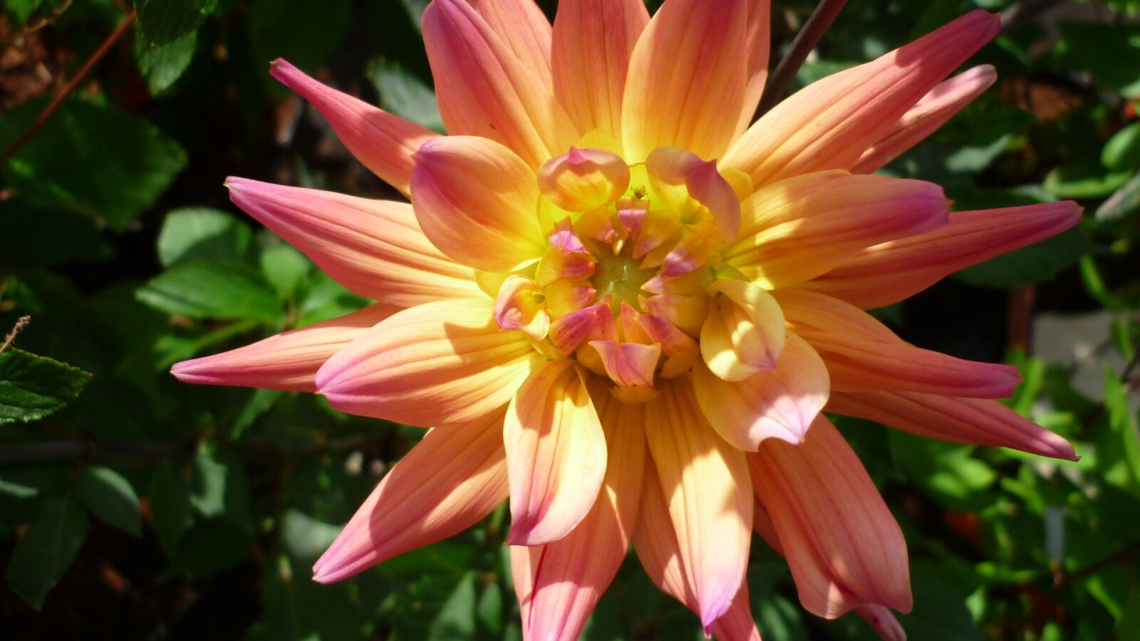 Panasonic Lumix DMC-FS6 sample photo. Dahlia, flower, apricot photography