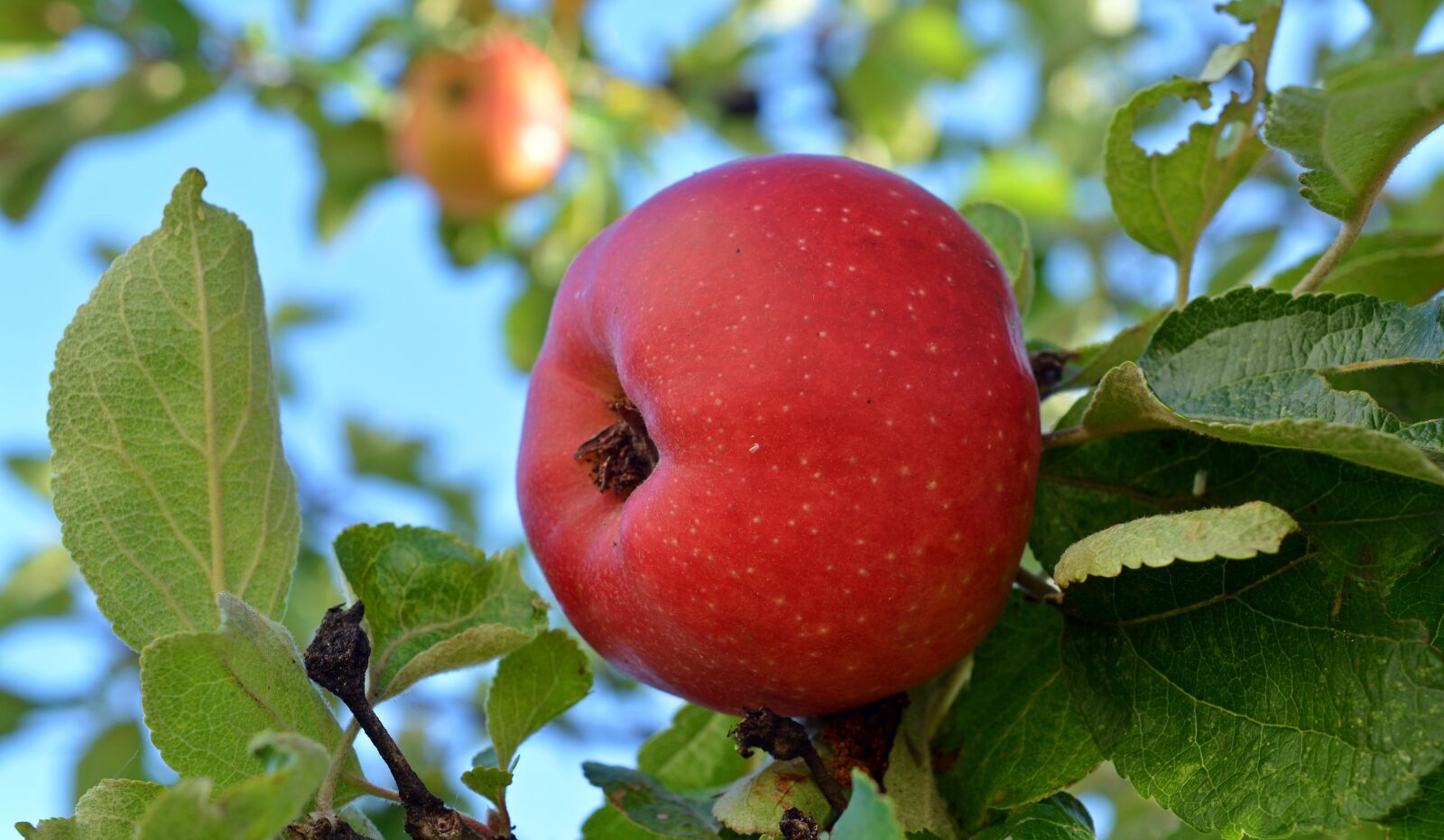 Nikon D5200 sample photo. Apple, danziger kant apple photography