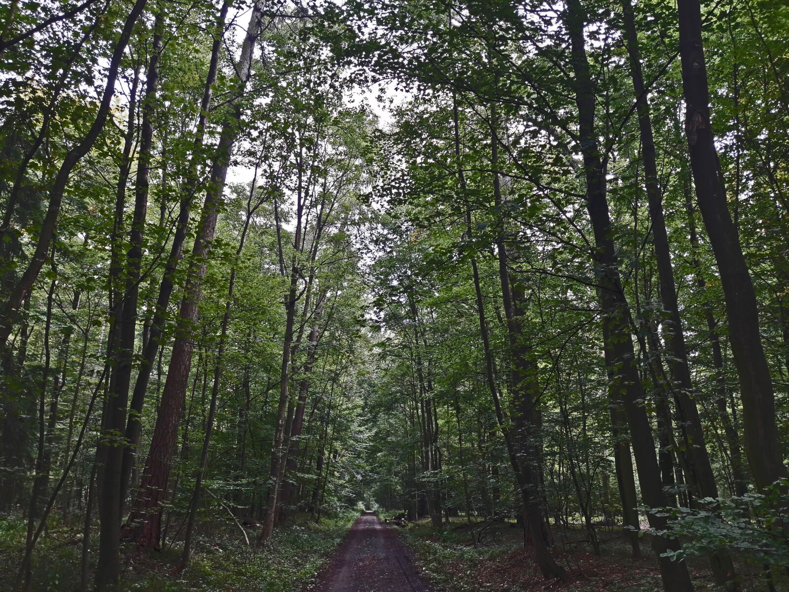 Samsung Galaxy A5(2016) sample photo. Forest, forest path, nature photography