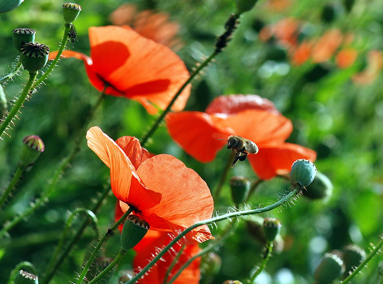 Nikon D80 sample photo. Bee, flower, macro photography