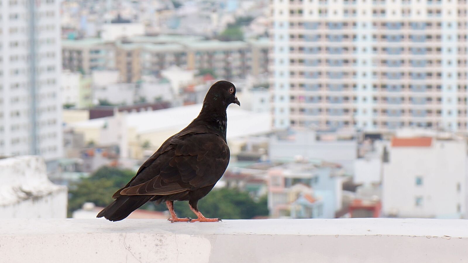 Sony Alpha NEX-F3 + Sony E 18-55mm F3.5-5.6 OSS sample photo. Sank, animal, dove photography