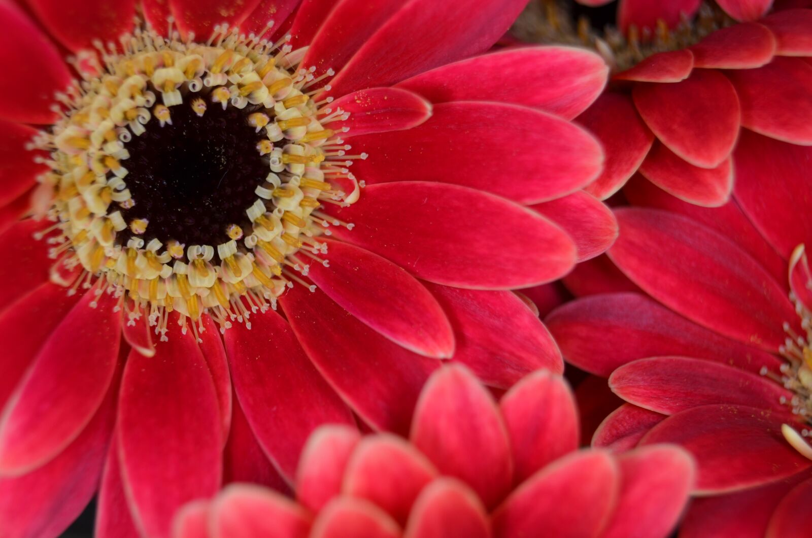 Nikon D5100 sample photo. Gerbera, germini, piccolo photography