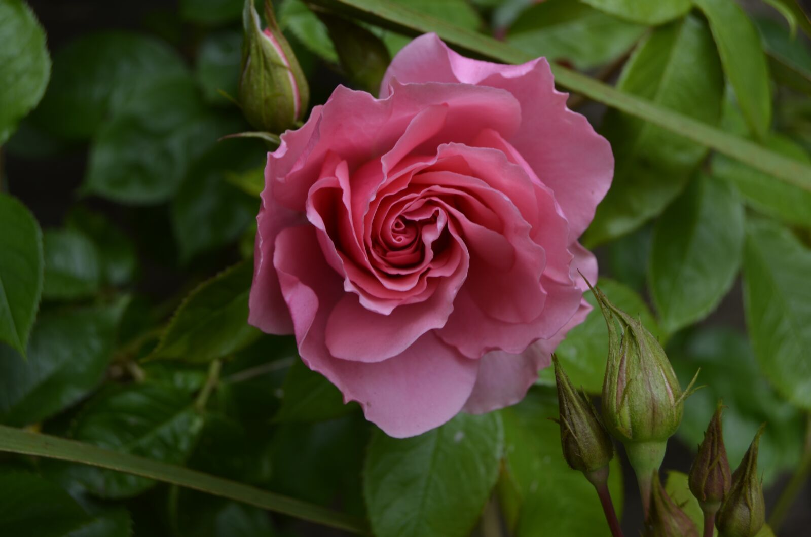 Nikon D5100 sample photo. Rose, floribunda, floral photography