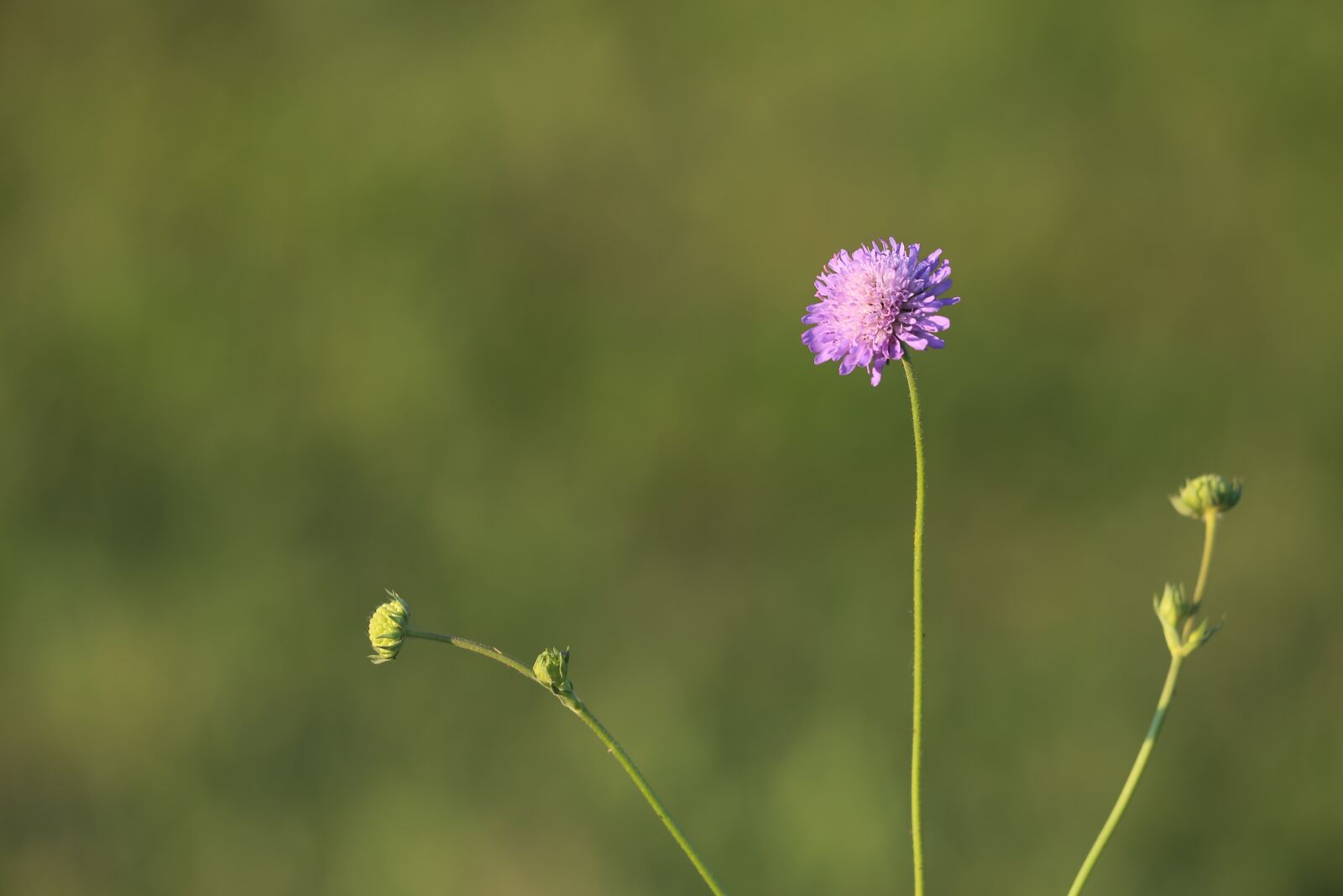 Canon EF 70-300 F4-5.6 IS II USM sample photo. Meadow widow flower, knautia photography