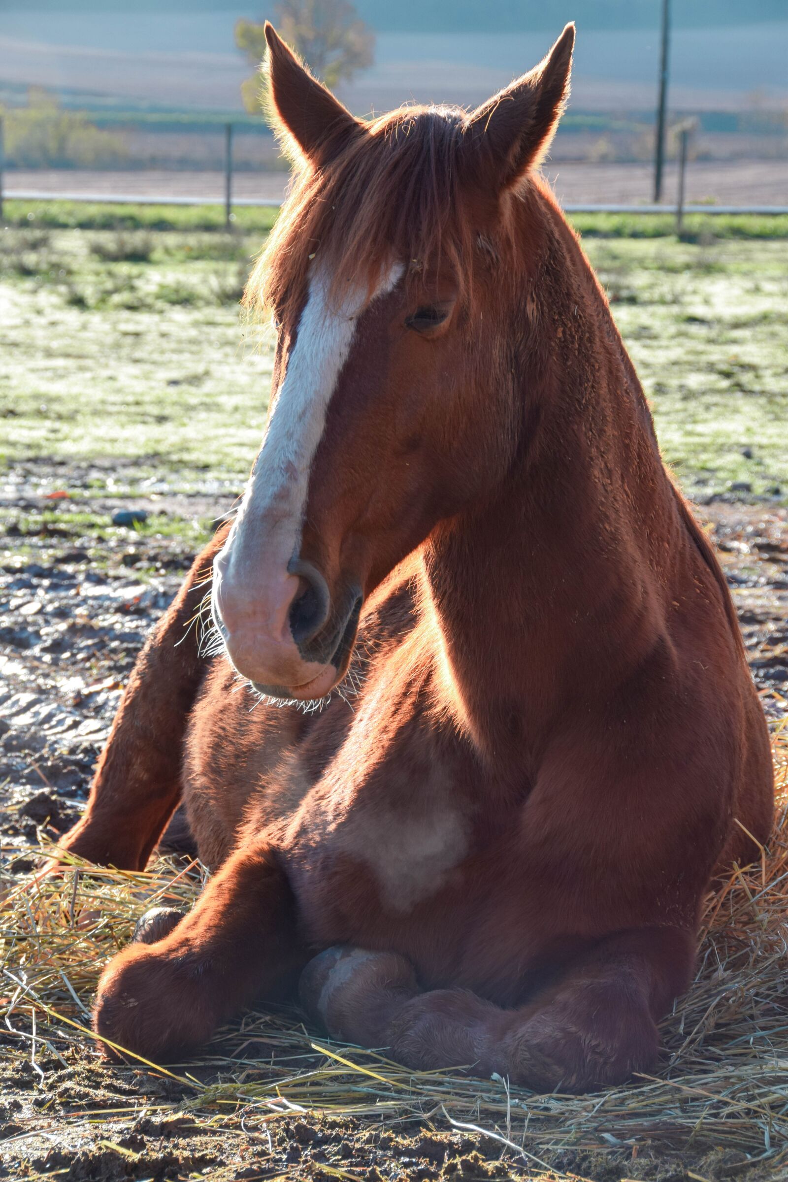 Nikon D5300 sample photo. Horse, equestrian, wild photography