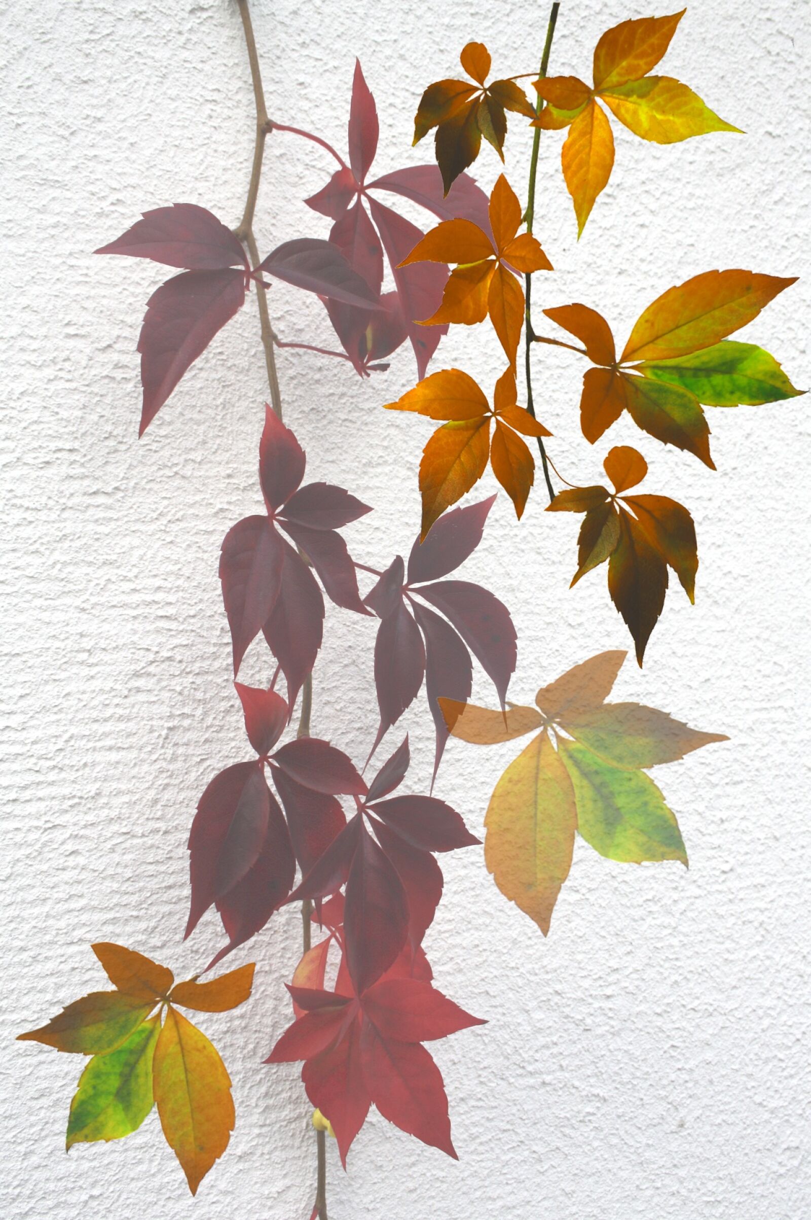 Canon EOS 1000D (EOS Digital Rebel XS / EOS Kiss F) sample photo. Nature, autumn, mood photography