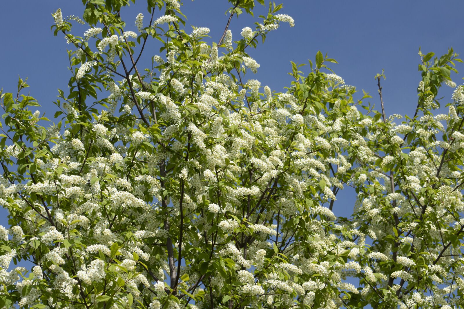 Canon EF75-300mm f/4-5.6 sample photo. Zselnice cherry, maypole, bush photography